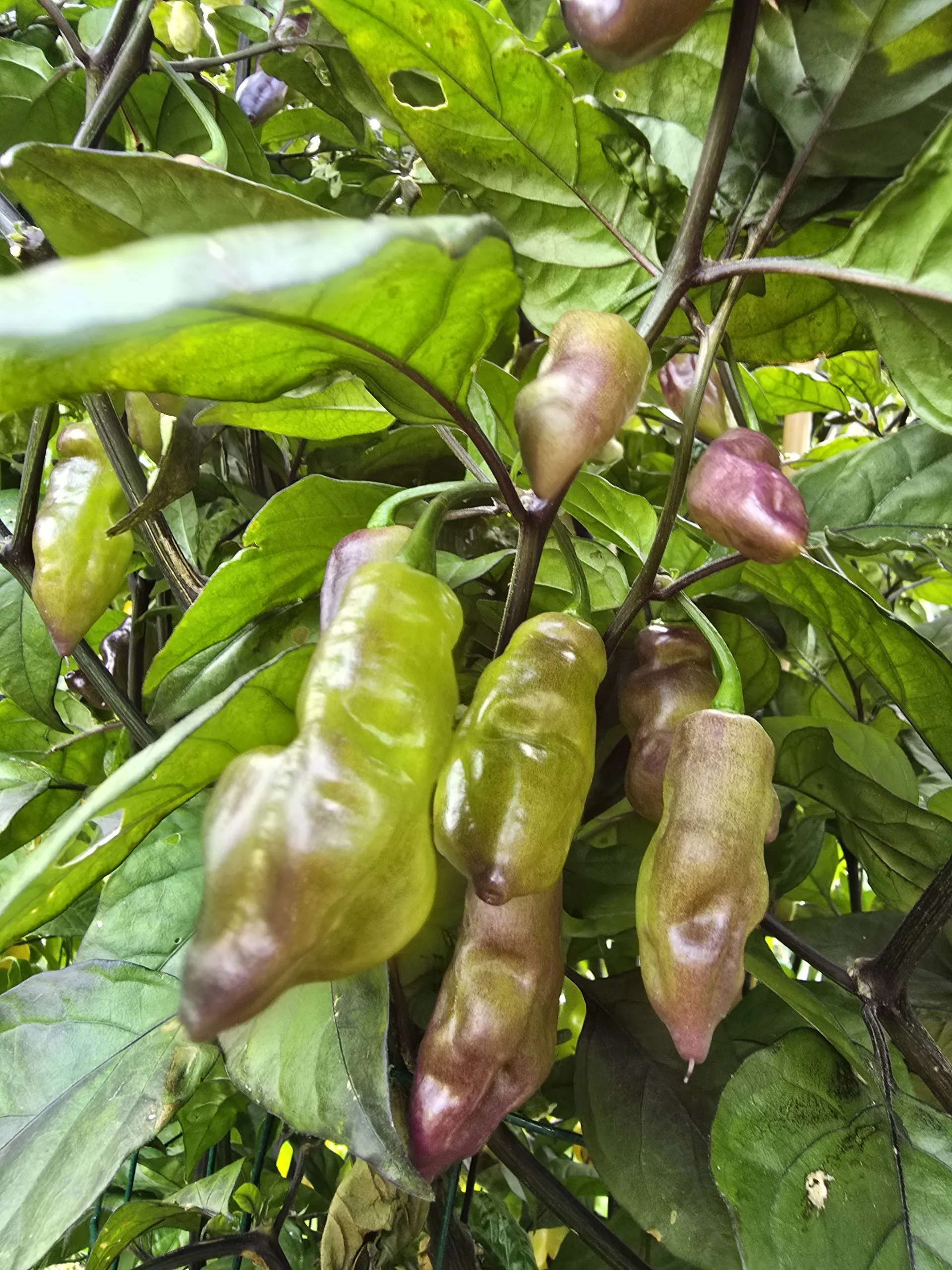 Pink Tiger X Faddas White Chilli Seeds - Image 9