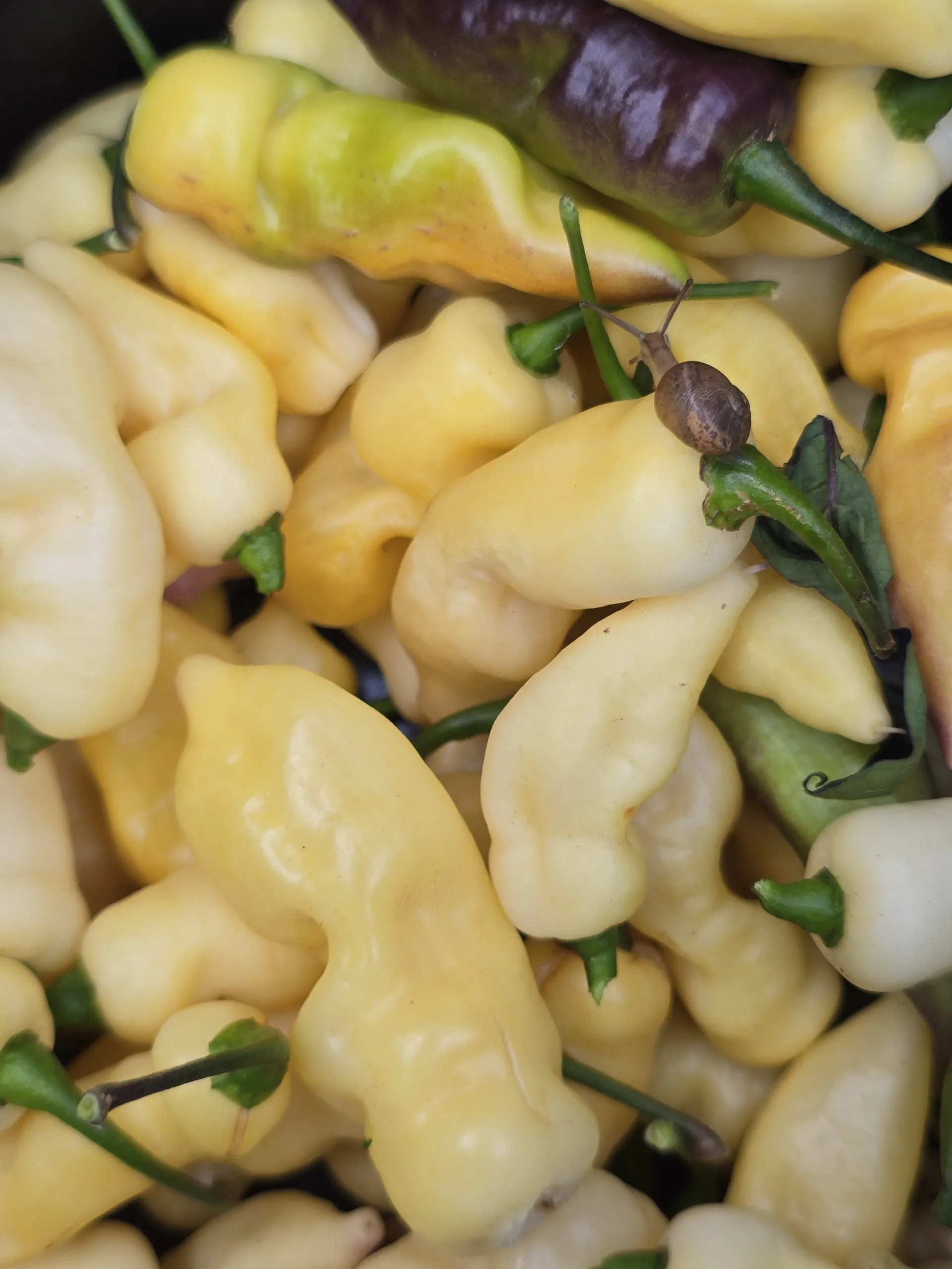 Pink Tiger X Faddas White Chilli Seeds - Image 8