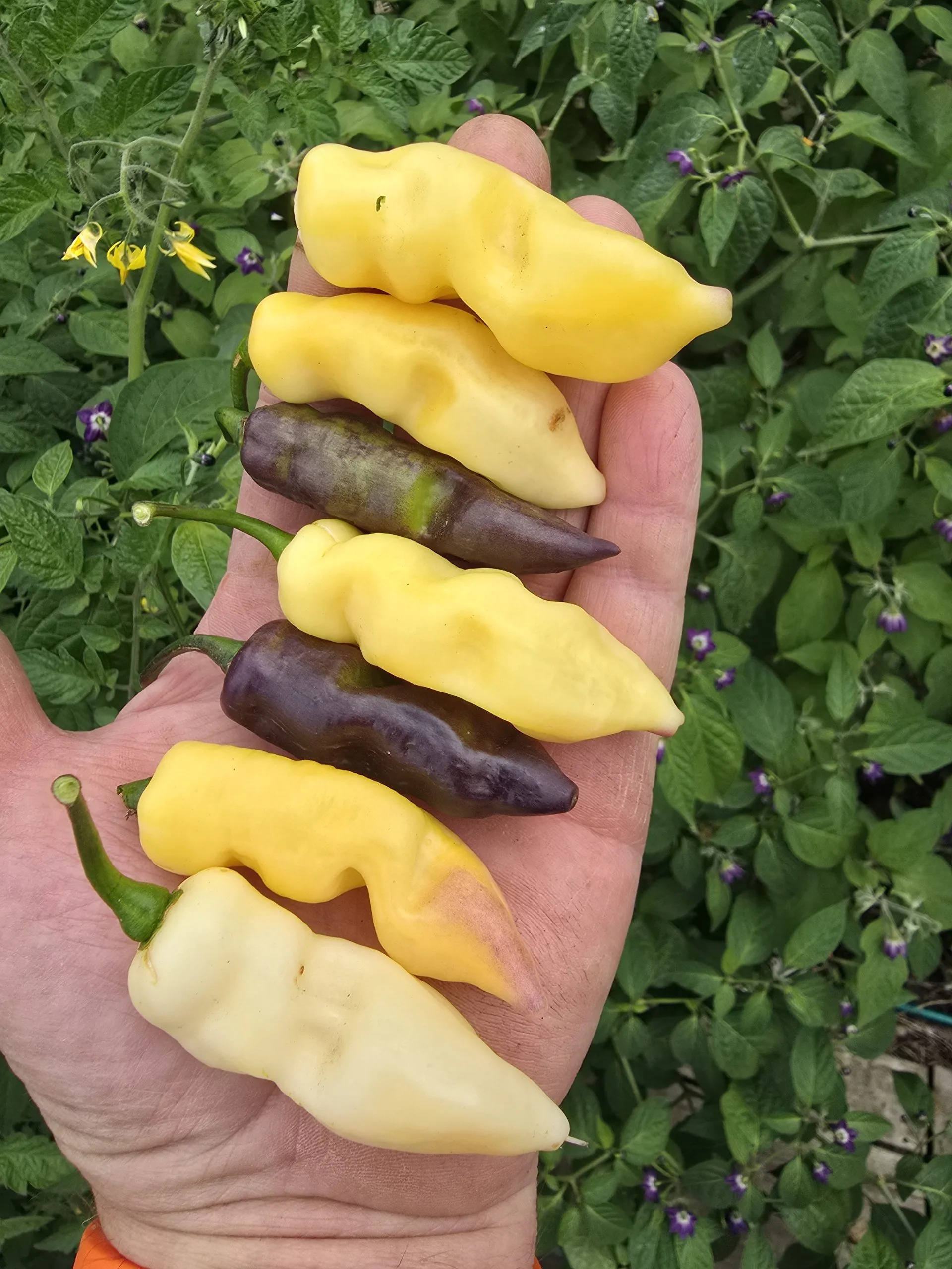 Pink Tiger X Faddas White Chilli Seeds - Image 4