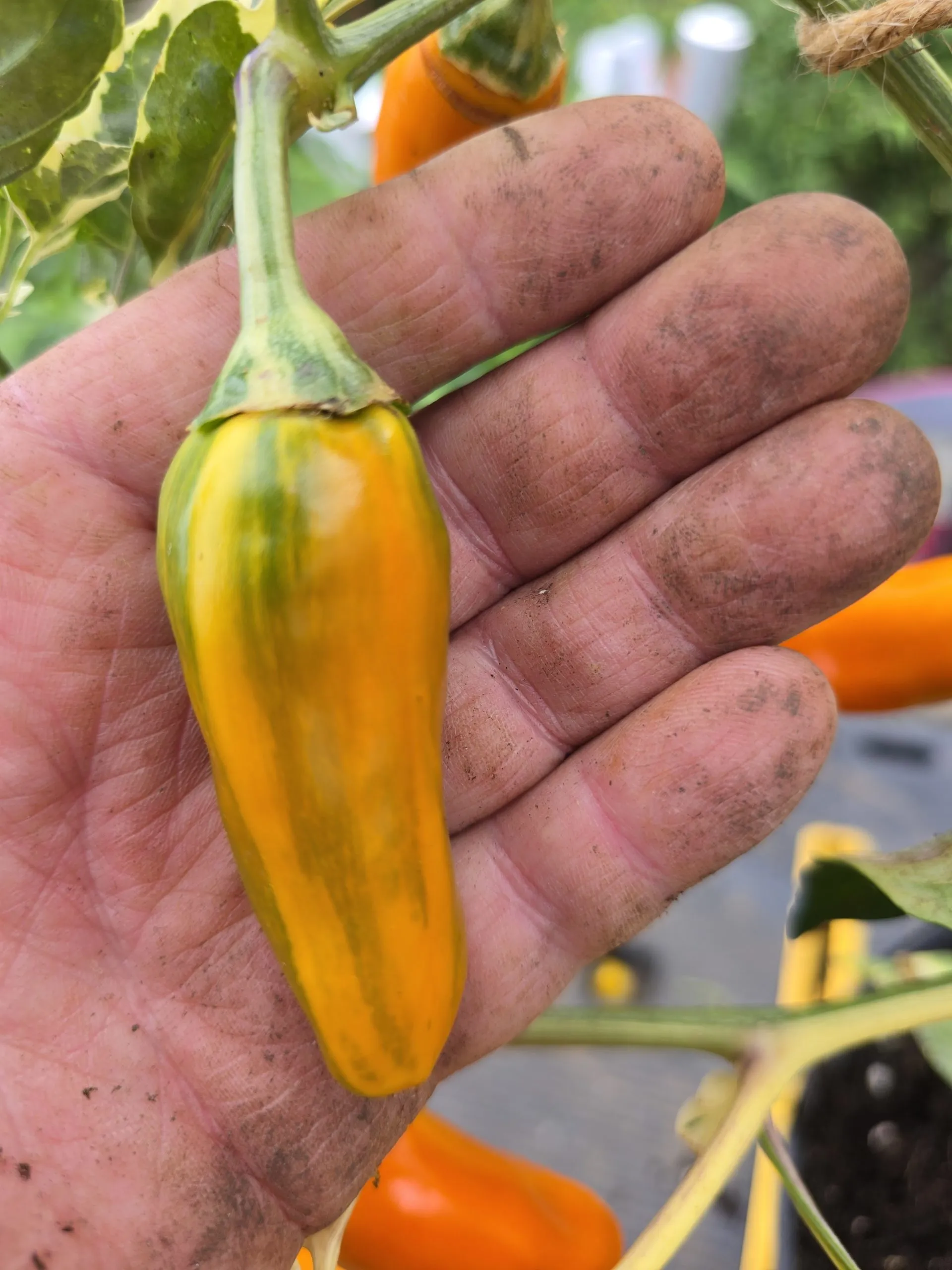 Tiger Anaheim Chilli Seeds - Image 8