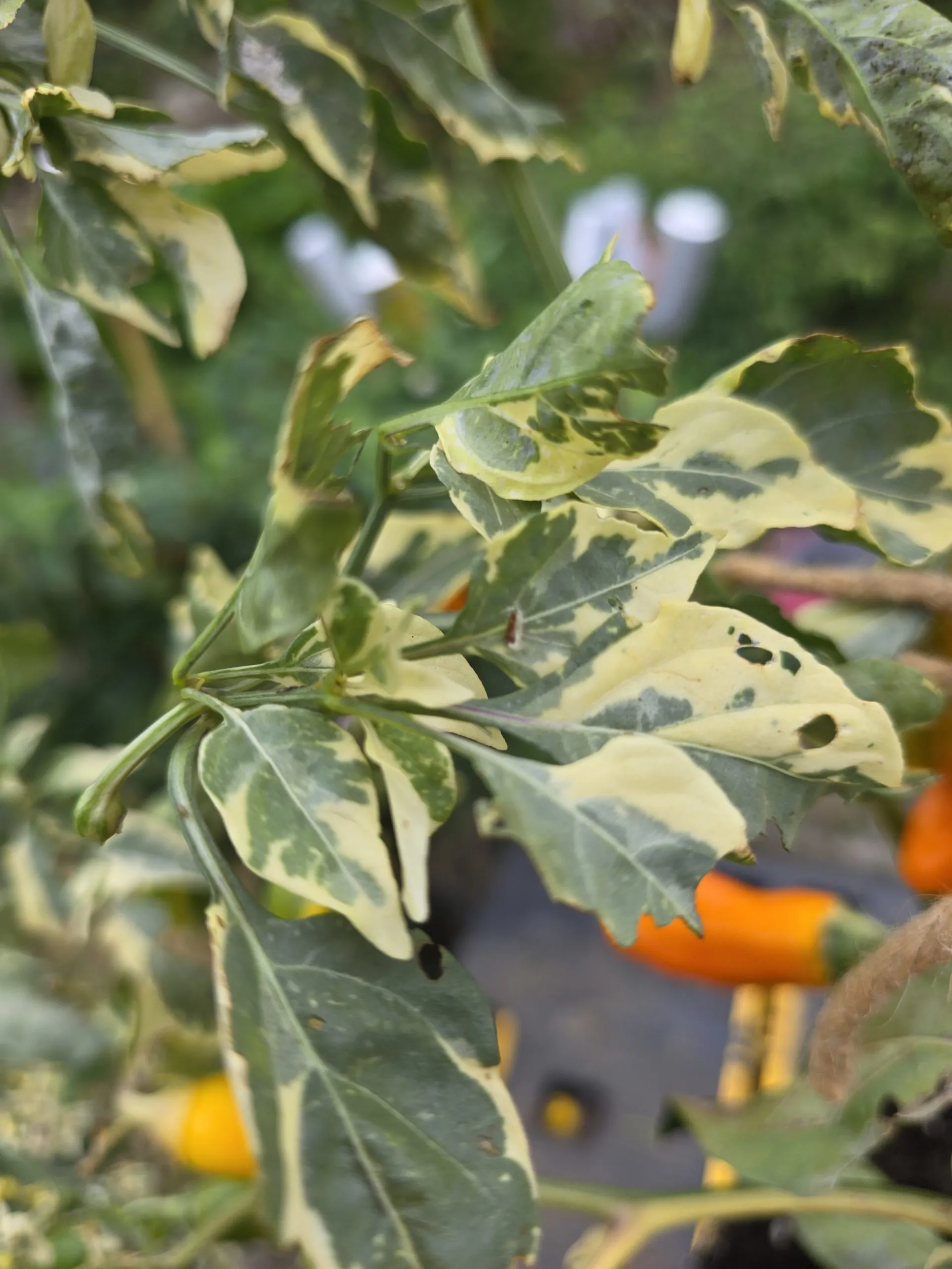 Tiger Anaheim Chilli Seeds - Image 7