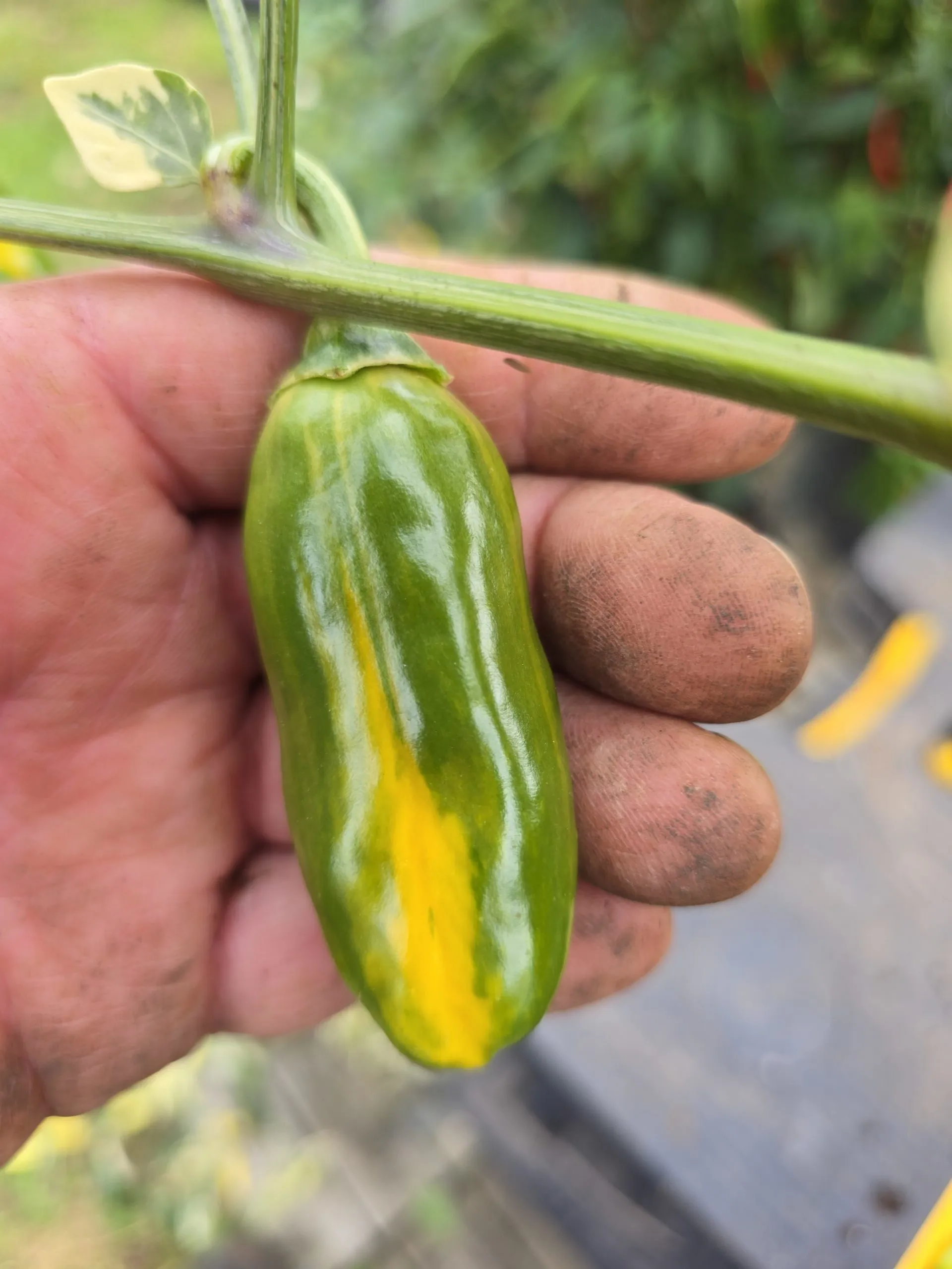 Tiger Anaheim Chilli Seeds - Image 6