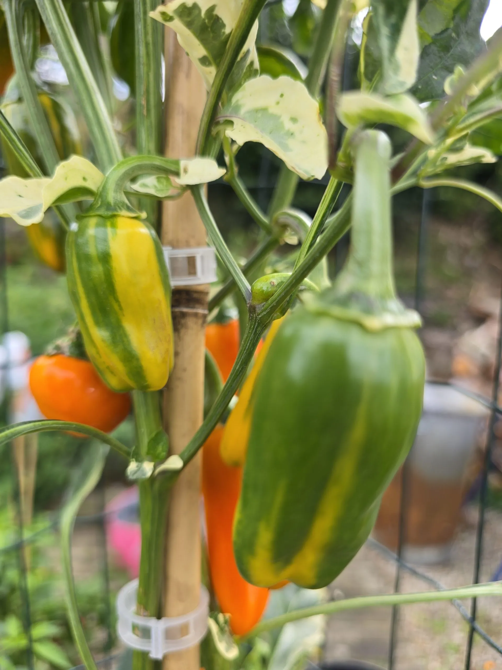 Tiger Anaheim Chilli Seeds - Image 5