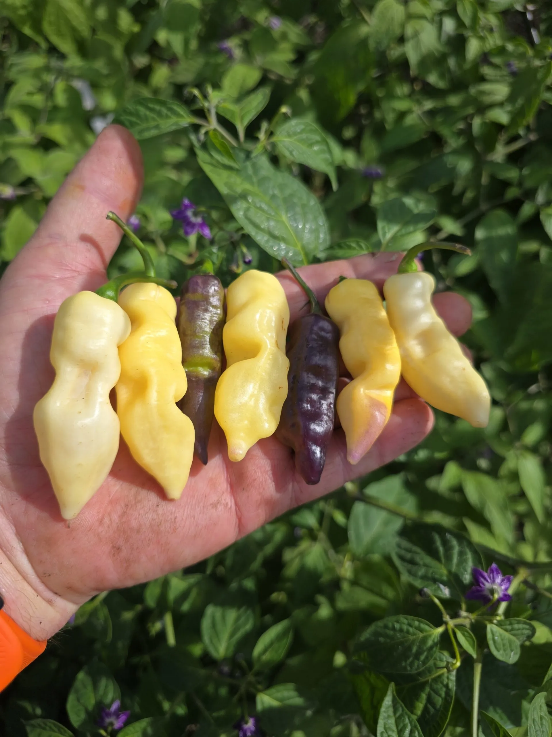 Pink Tiger X Faddas White Chilli Seeds - Image 3