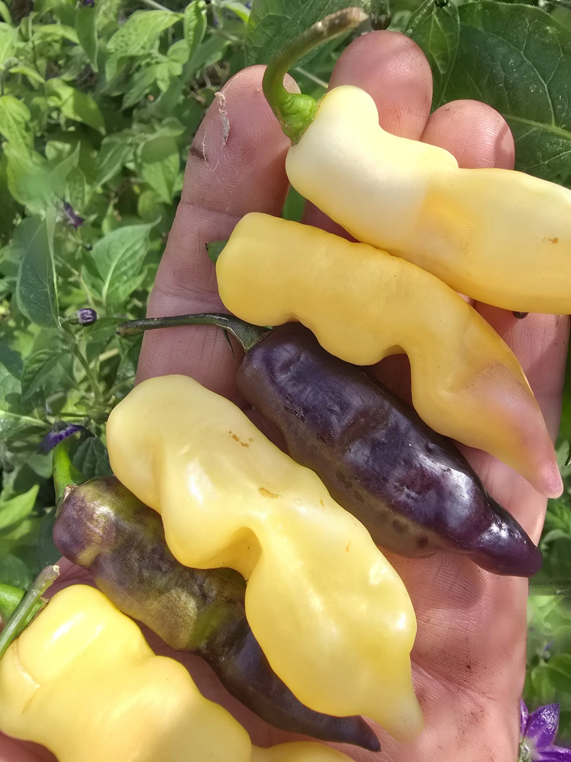 Pink Tiger X Faddas White Chilli Seeds - Image 2