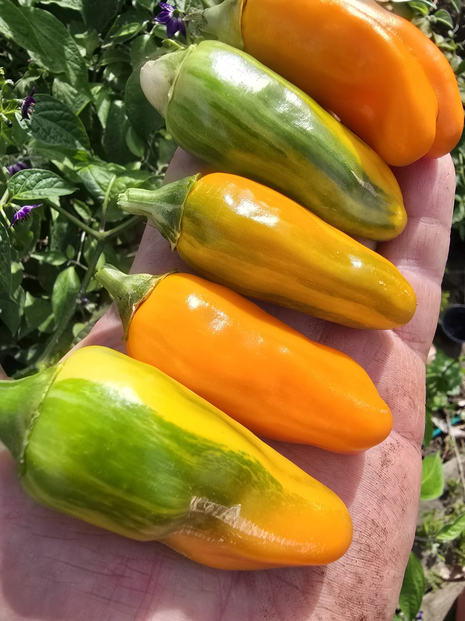 Tiger Anaheim Chilli Seeds - Image 2