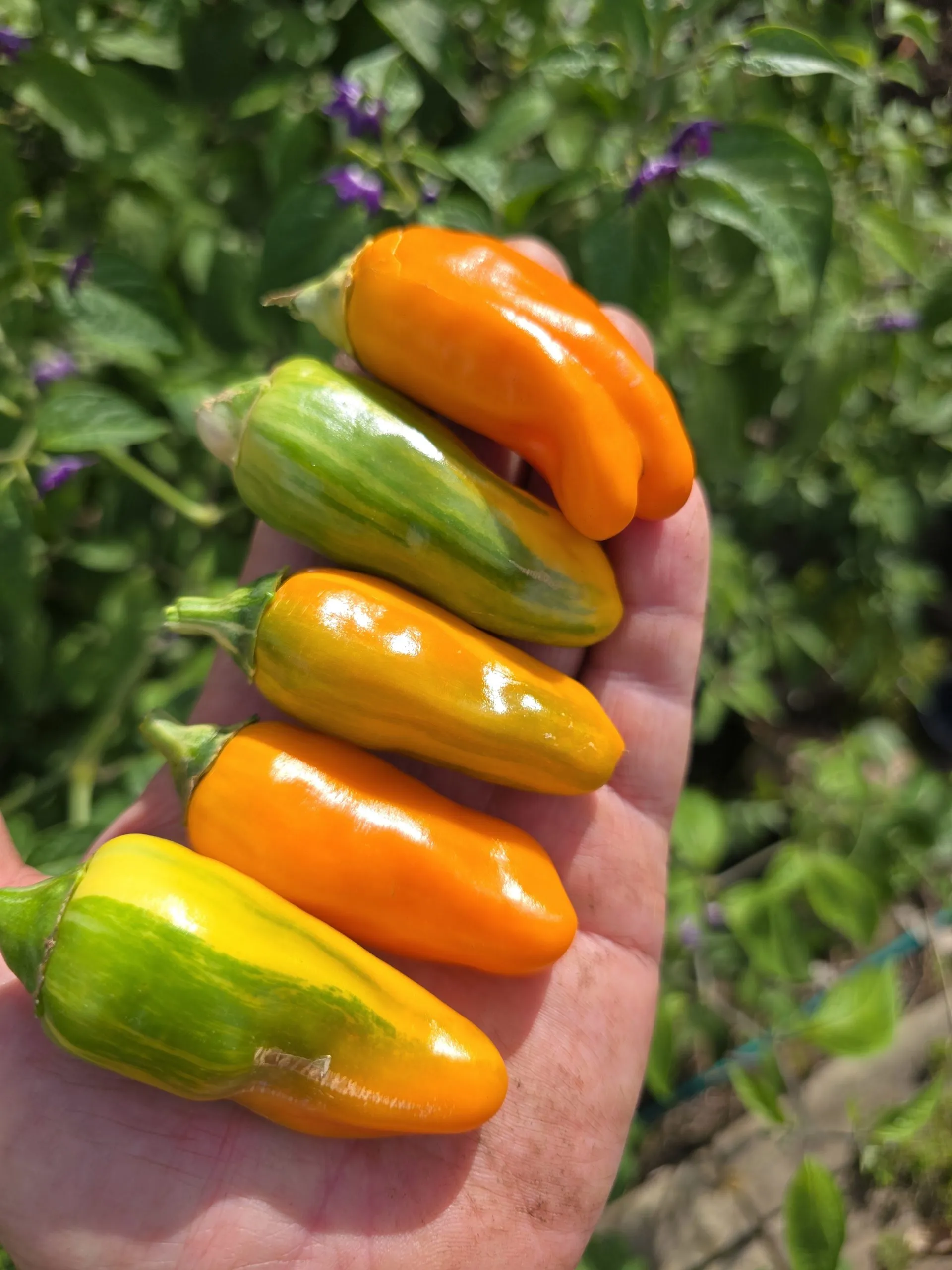 Tiger Anaheim Chilli Seeds - Image 3