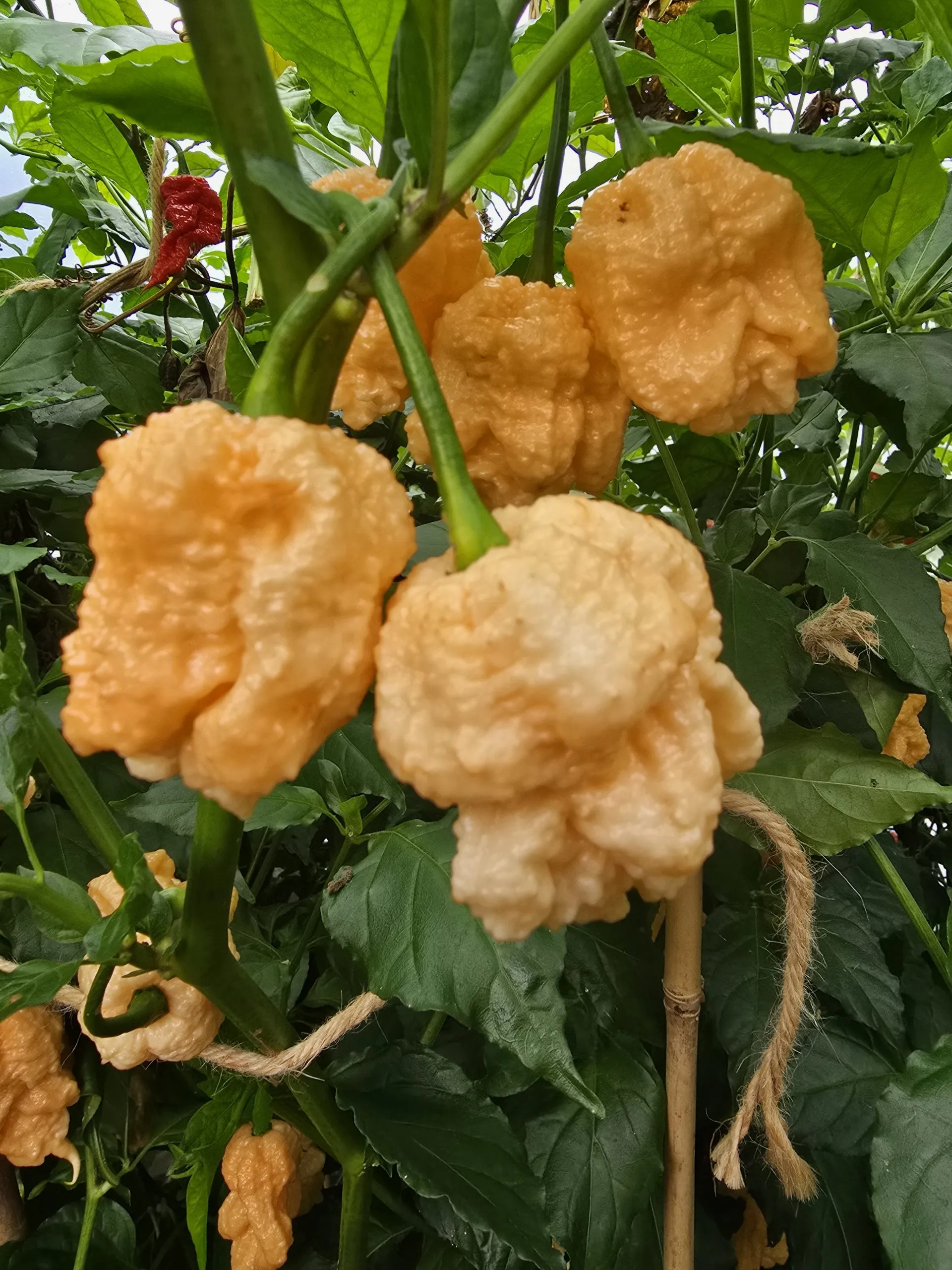Kevin's Fried Chicken Chilli Seeds - Image 8