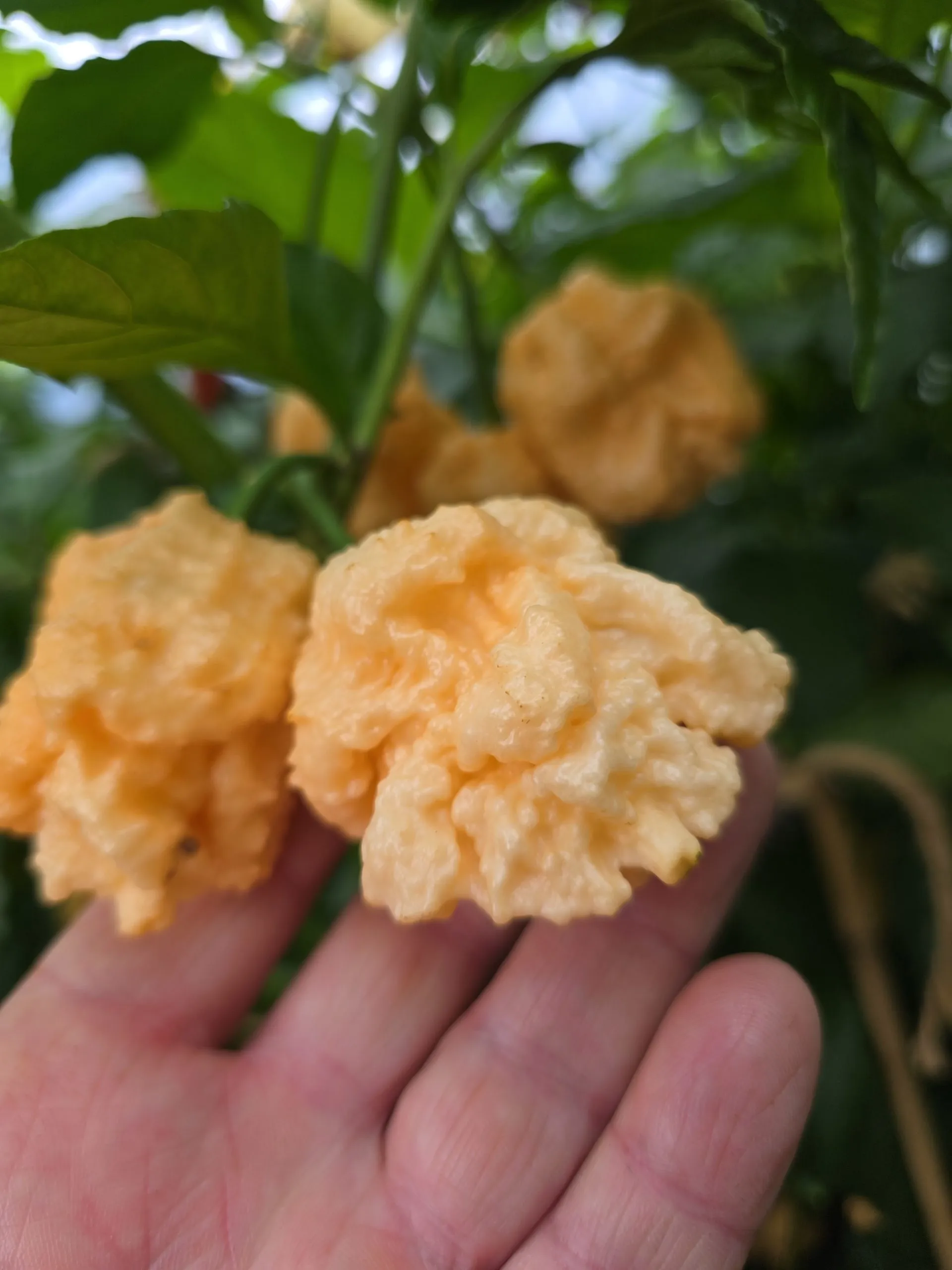 Kevin's Fried Chicken Chilli Seeds - Image 7