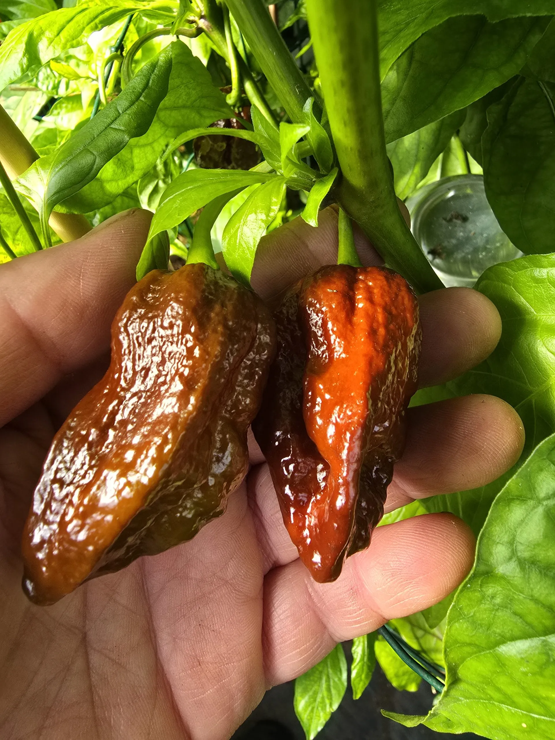 Remmert Chilli Seeds - Image 7