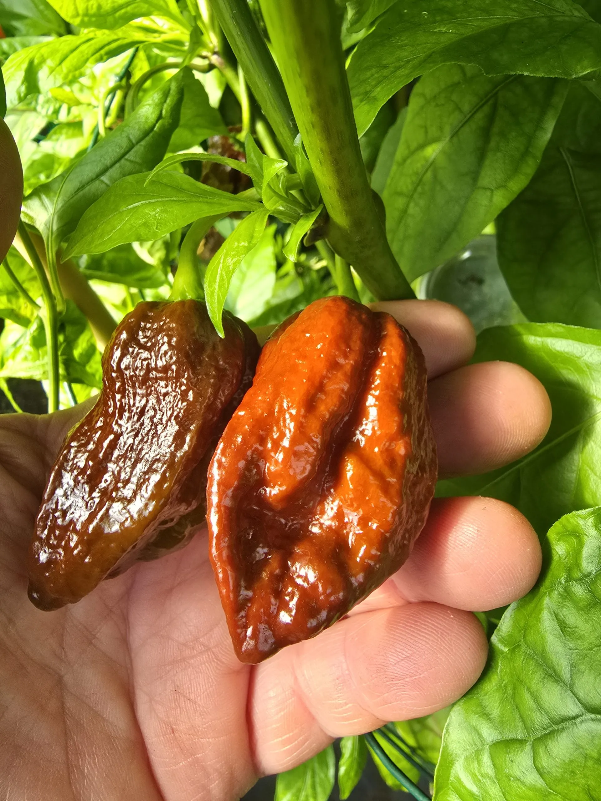 Remmert Chilli Seeds - Image 6