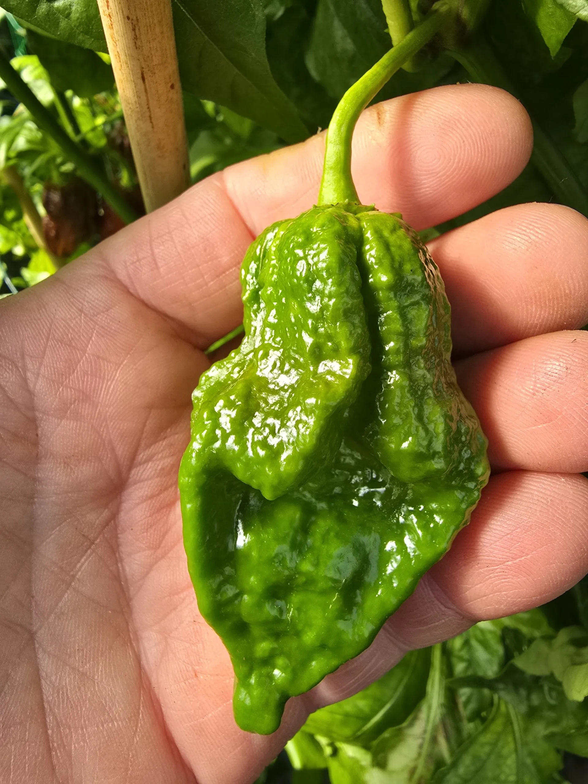 Remmert Chilli Seeds - Image 5