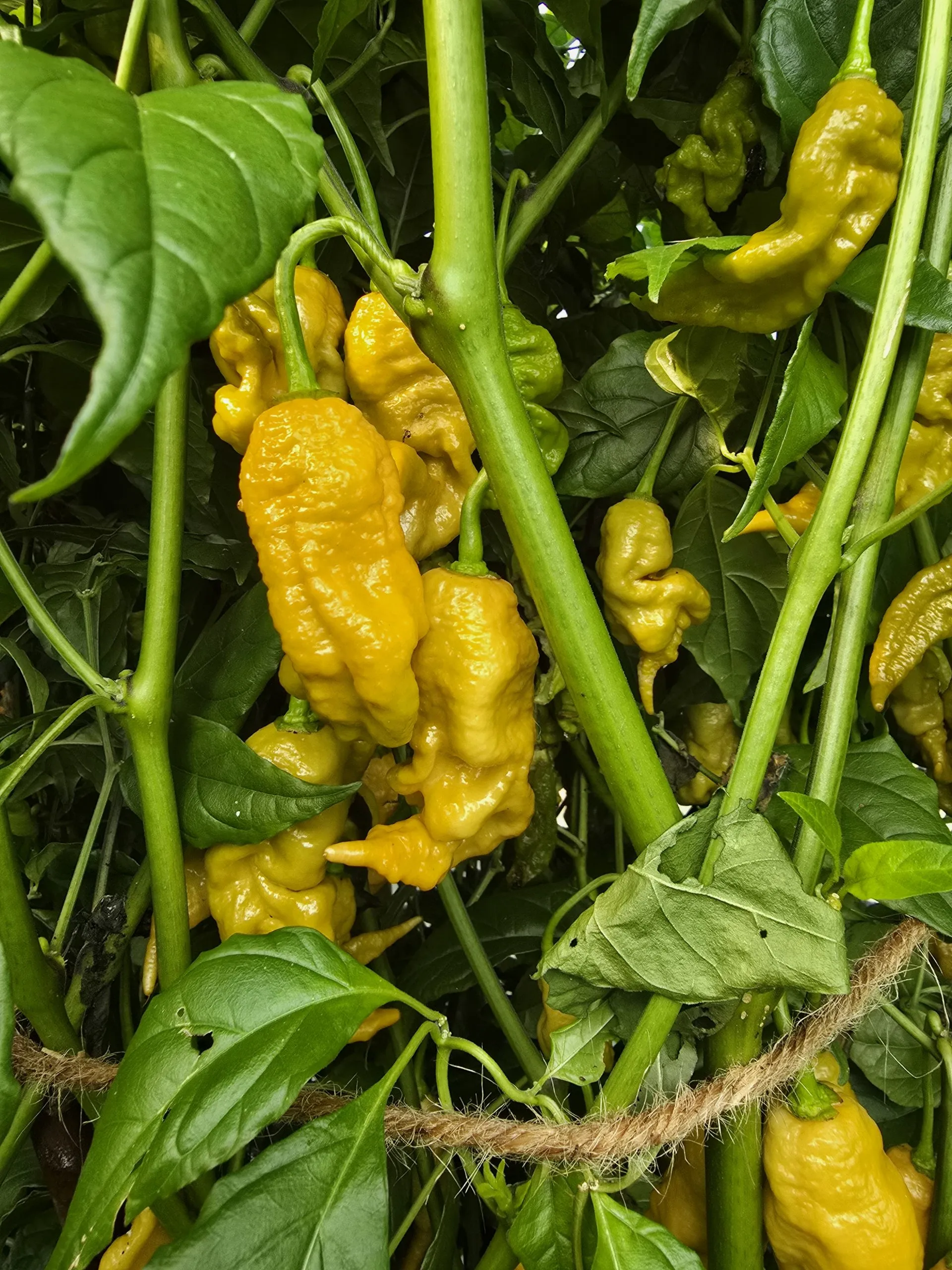 Primotalii Golden/Mustard Chilli Seeds - Image 8