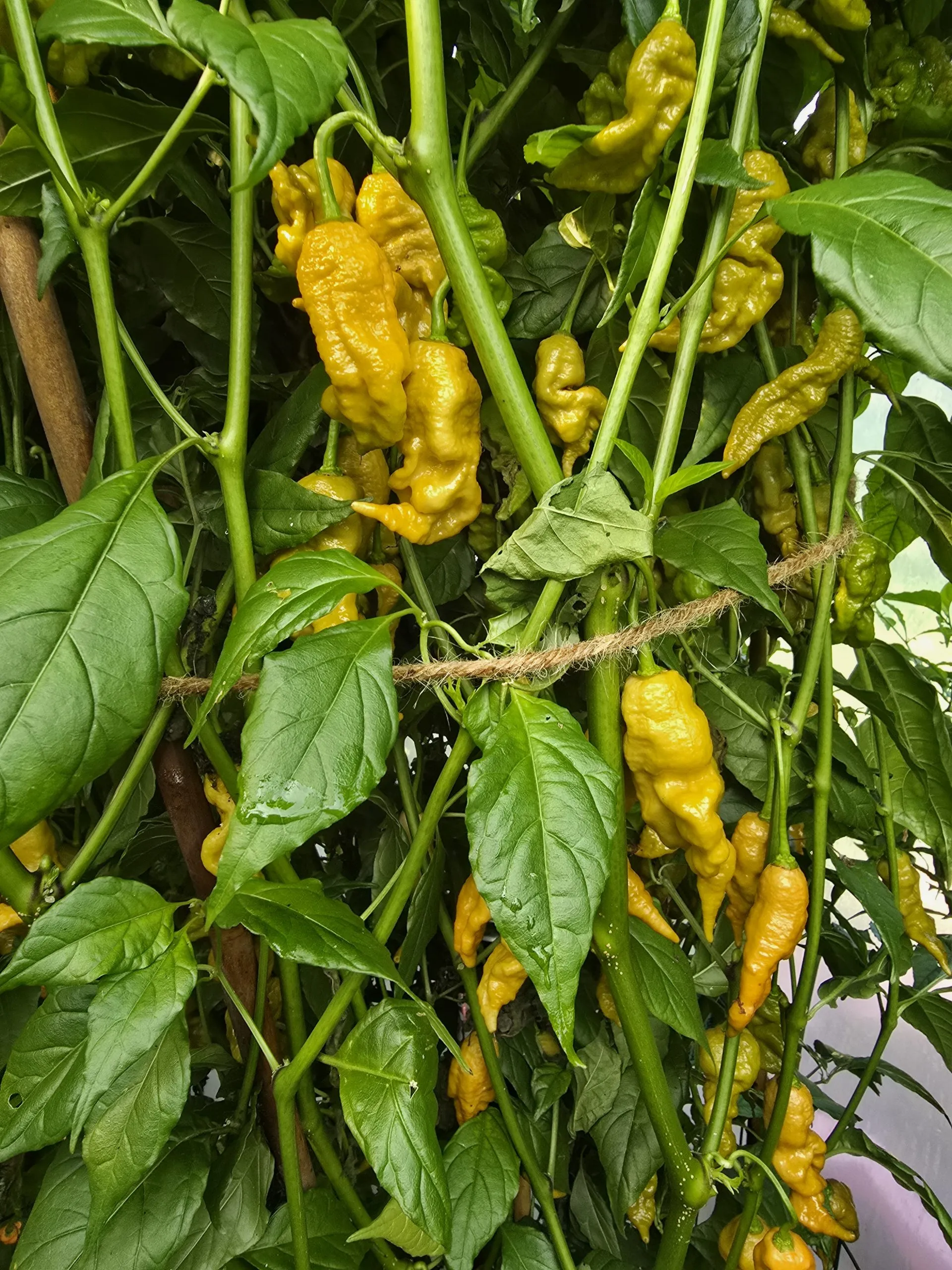 Primotalii Golden/Mustard Chilli Seeds - Image 9