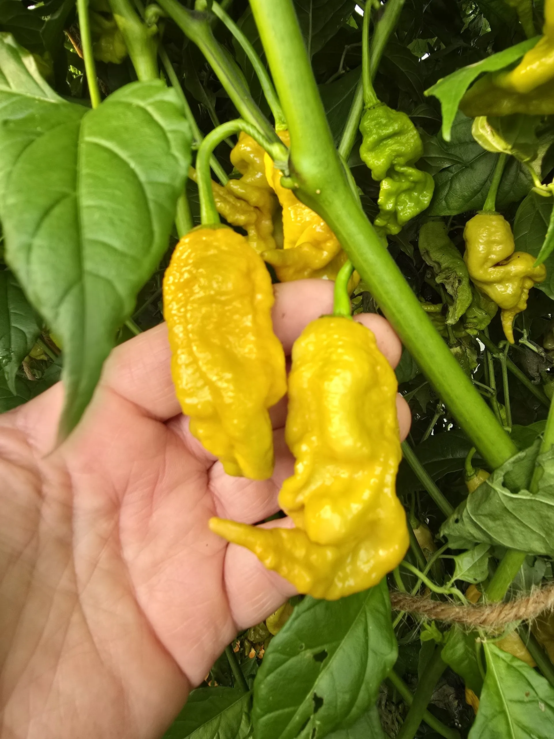 Primotalii Golden/Mustard Chilli Seeds - Image 7