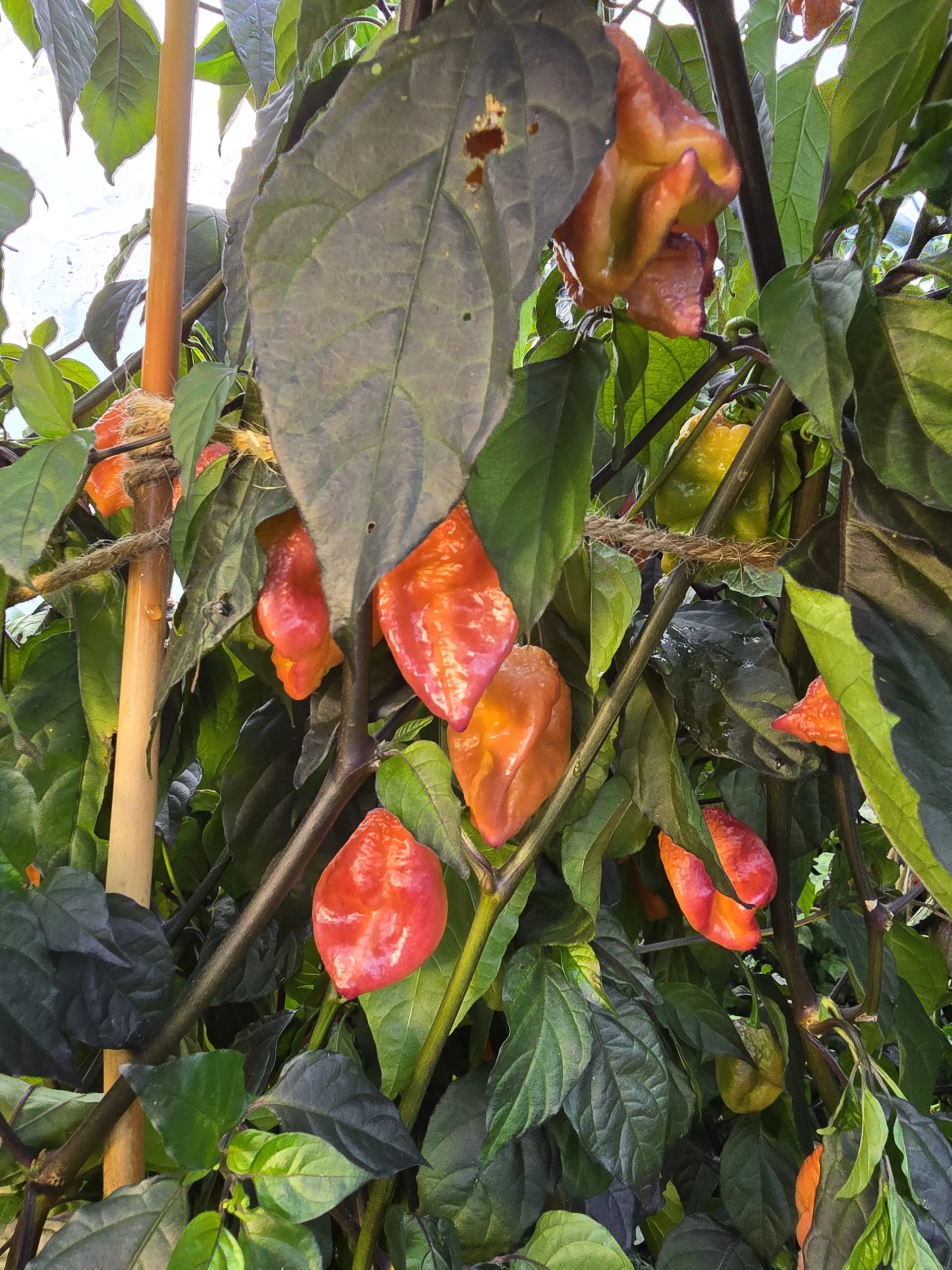 Delirio Chilli Seeds - Image 3