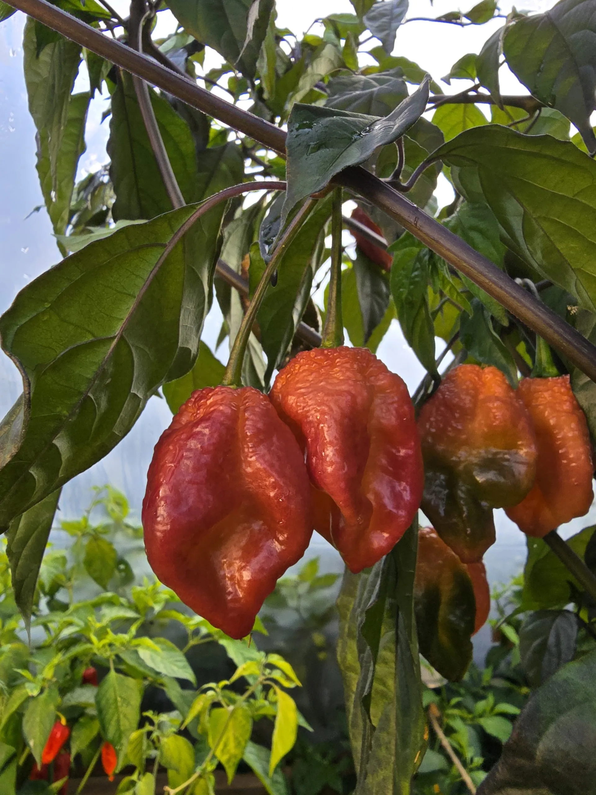 Delirio Chilli Seeds - Image 12