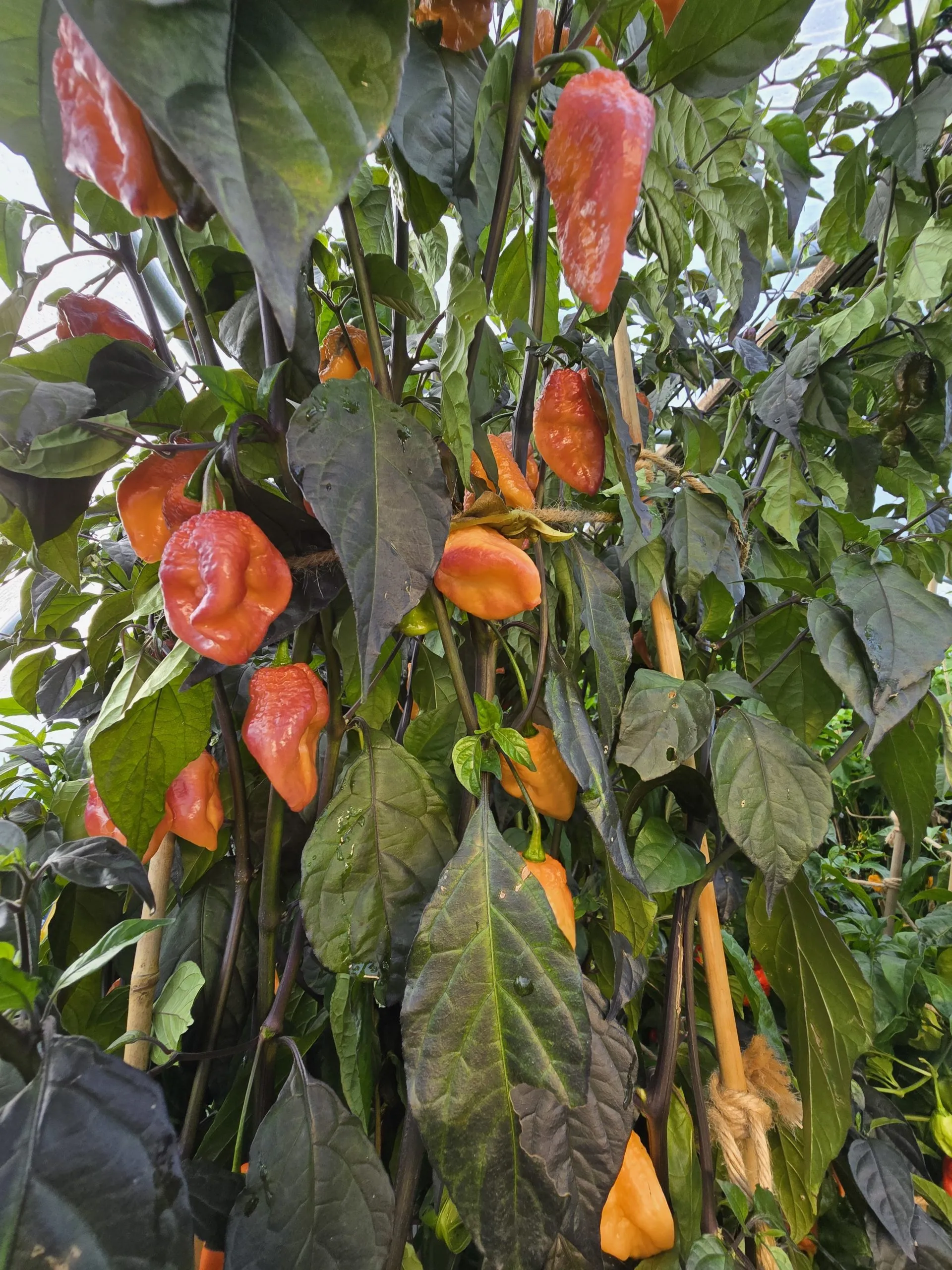 Delirio Chilli Seeds - Image 11