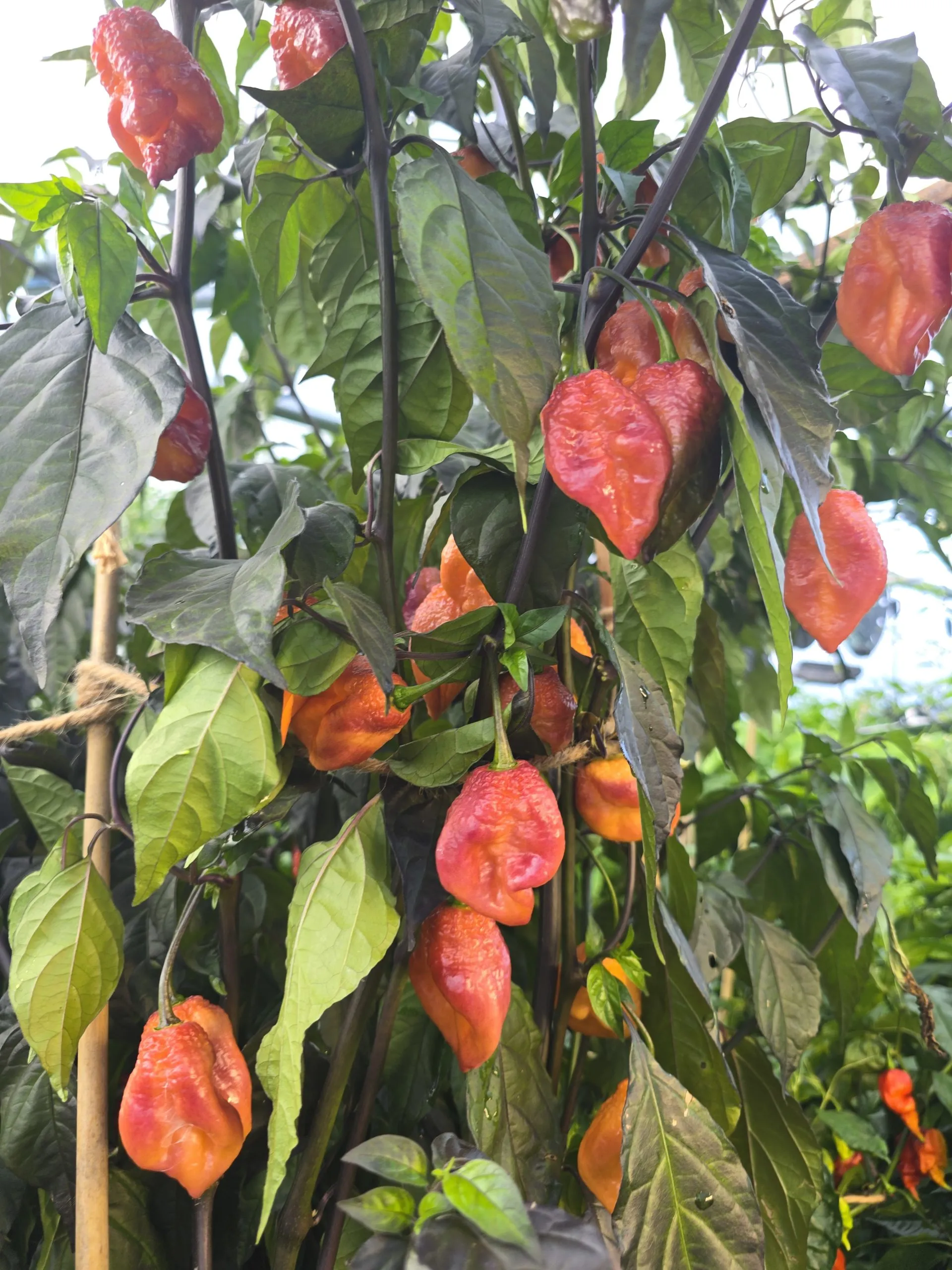 Delirio Chilli Seeds - Image 10