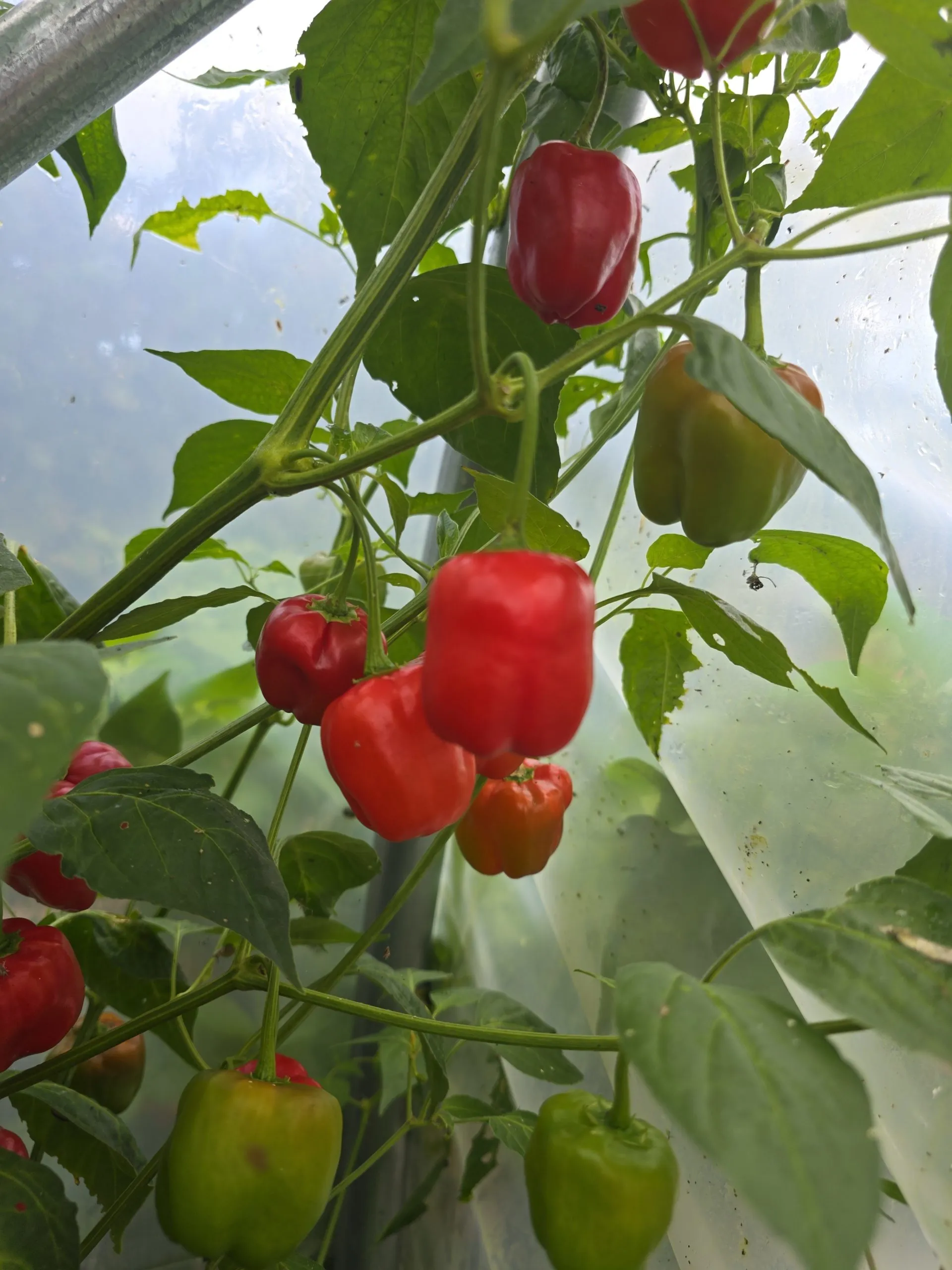 Malawi Piquante “Peppadew” Seeds - Image 5