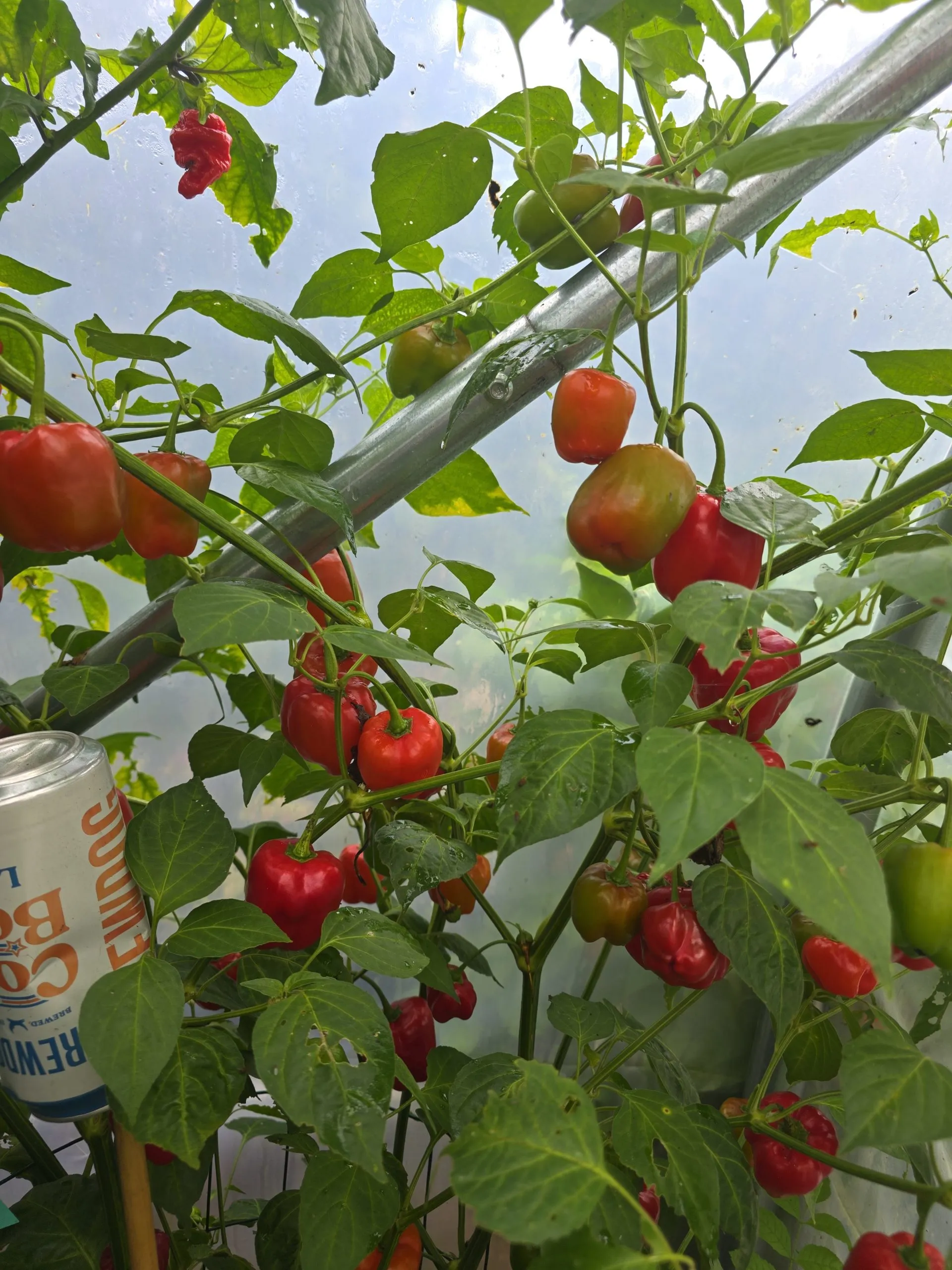 Malawi Piquante “Peppadew” Seeds - Image 4