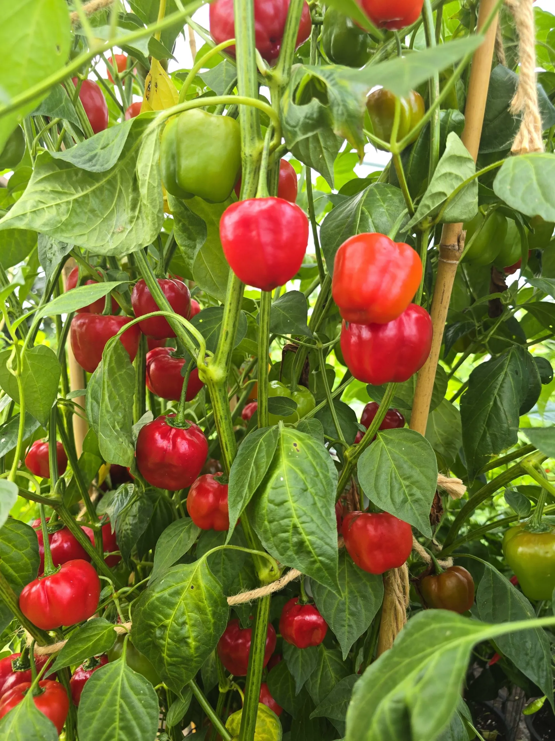Malawi Piquante “Peppadew” Seeds - Image 3