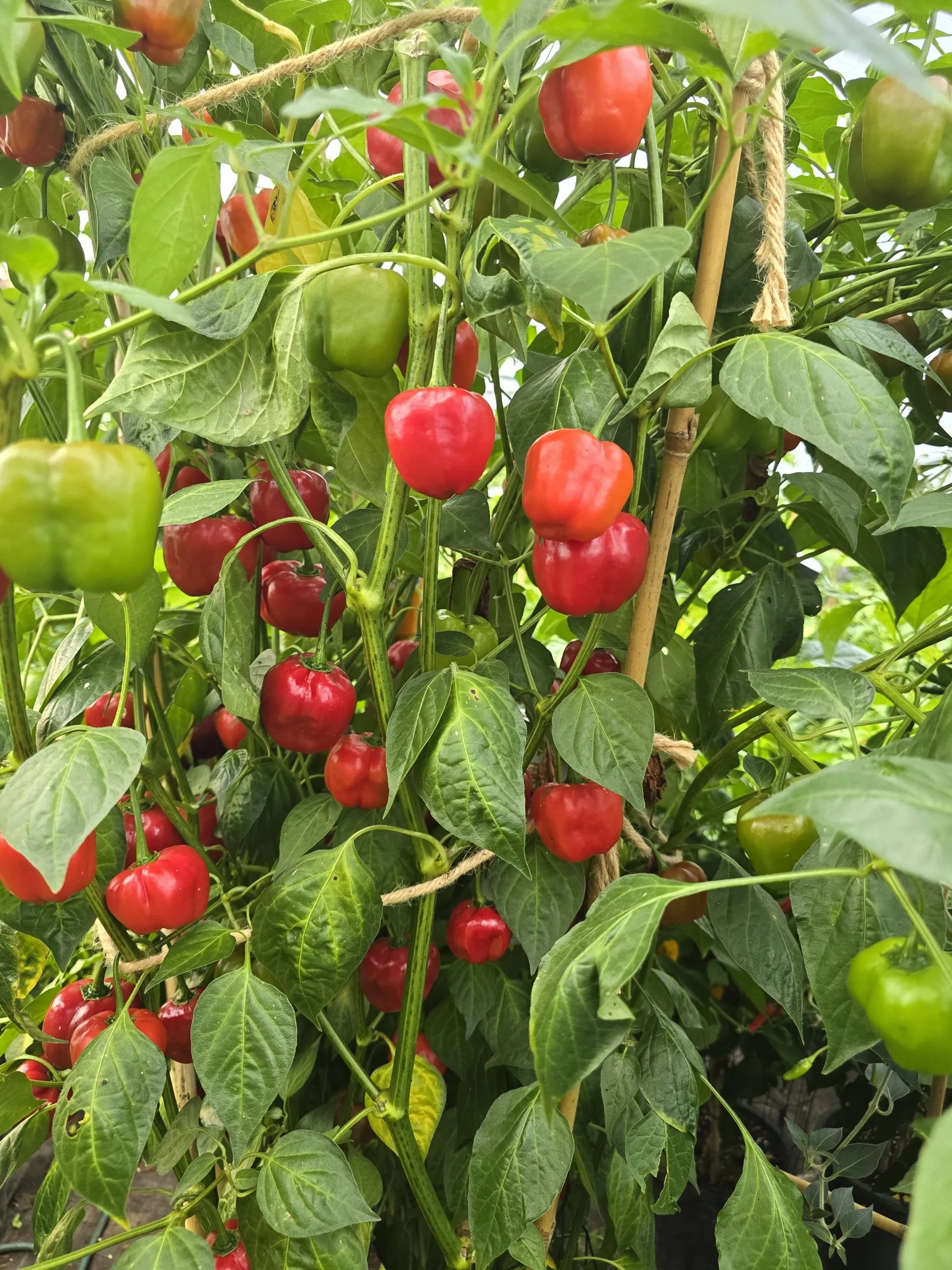 Malawi Piquante “Peppadew” Seeds - Image 2