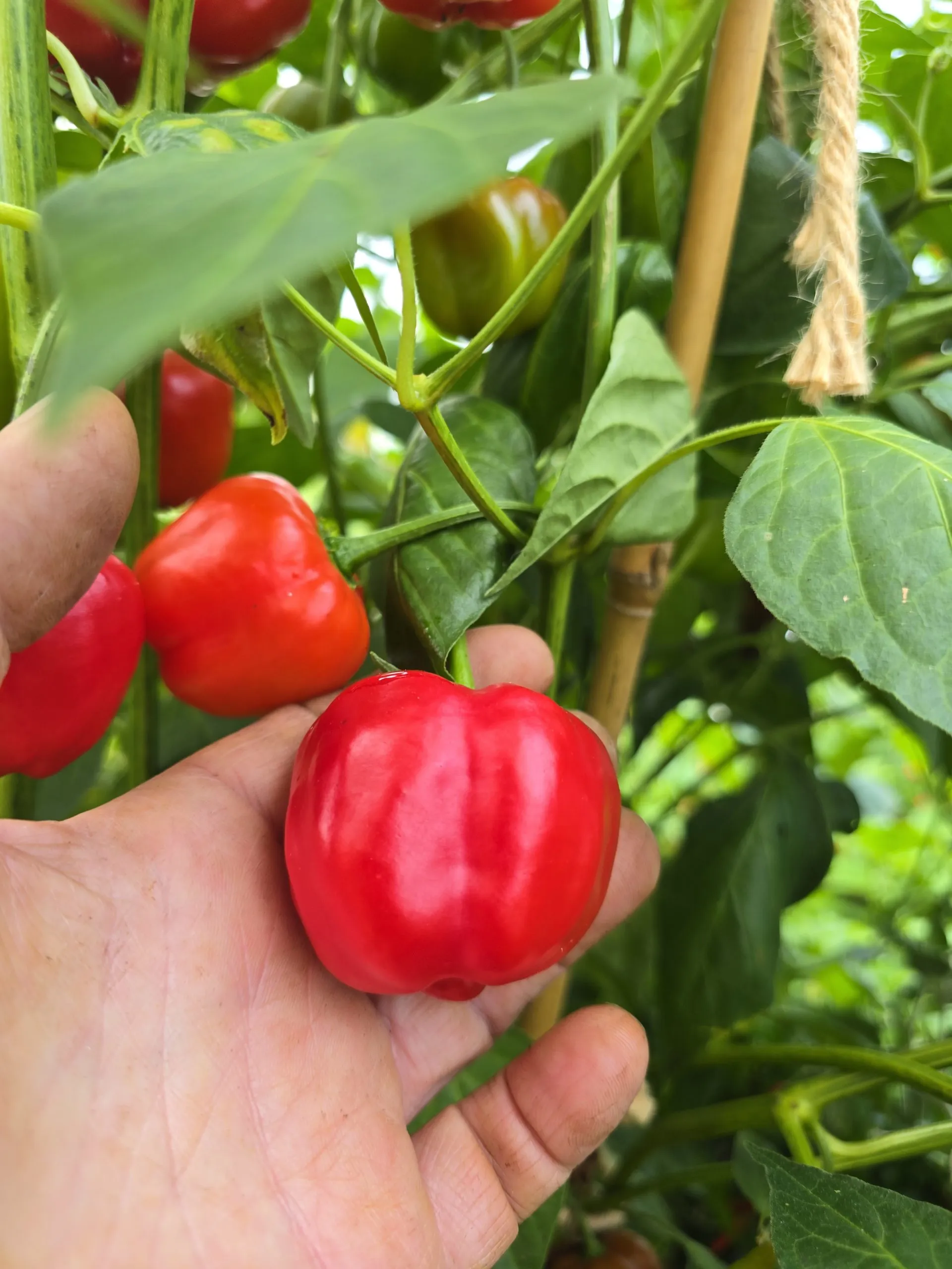 Malawi Piquante “Peppadew” Seeds - Image 6