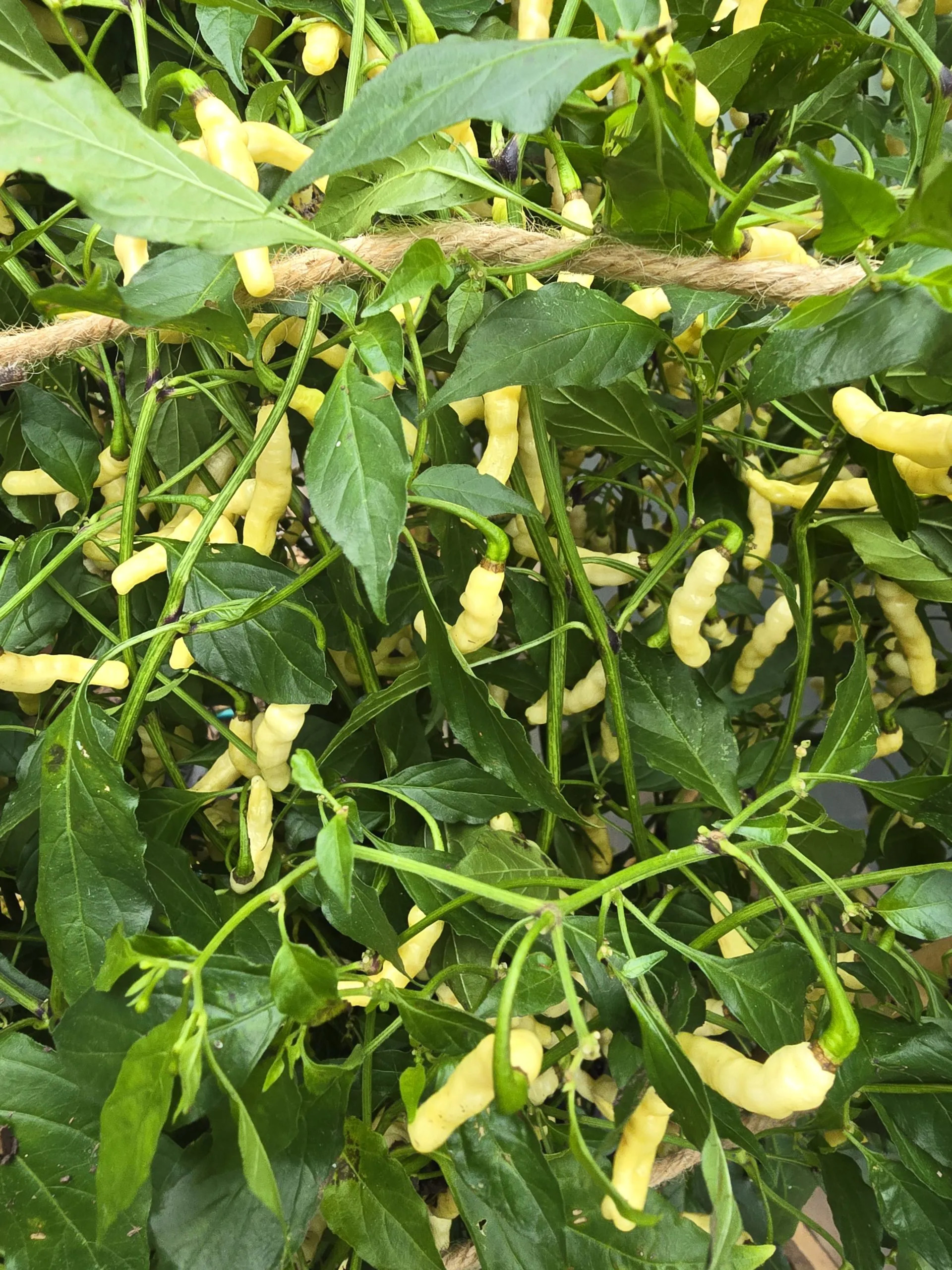 Aribibi Gusano (Caterpillar Pepper) Chilli Seeds - Image 4
