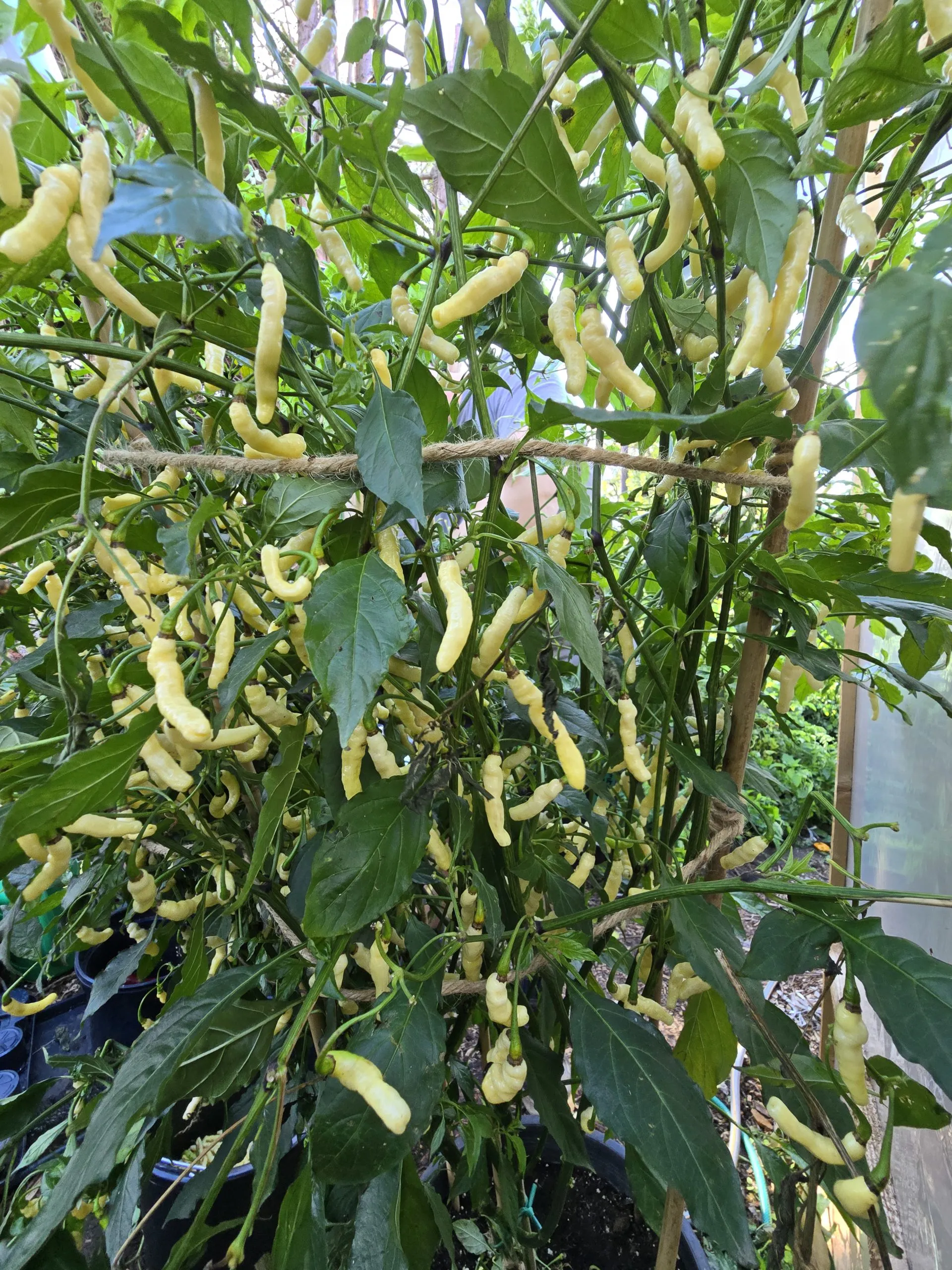 Aribibi Gusano (Caterpillar Pepper) Chilli Seeds - Image 5