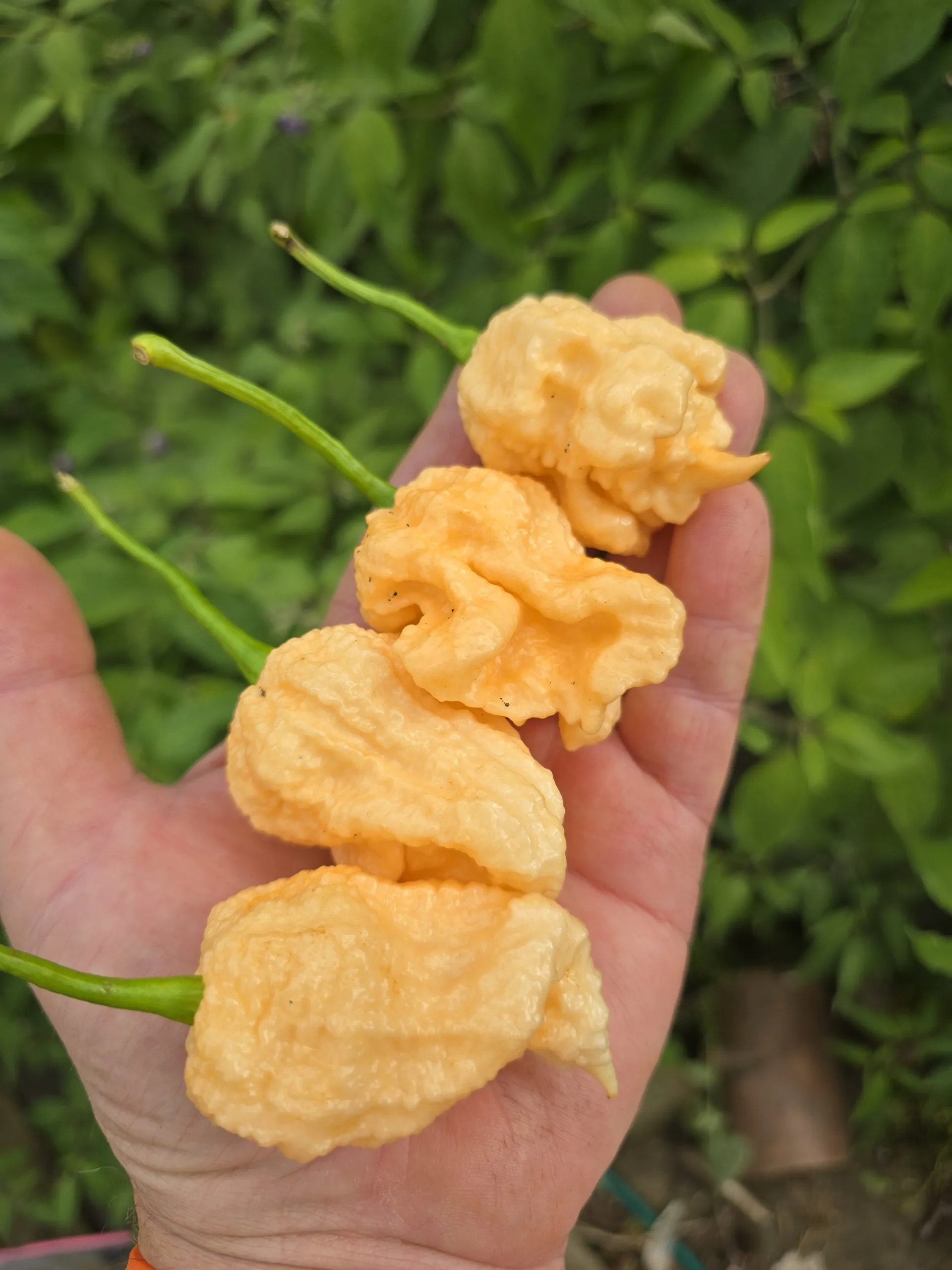Kevin's Fried Chicken Chilli Seeds - Image 6