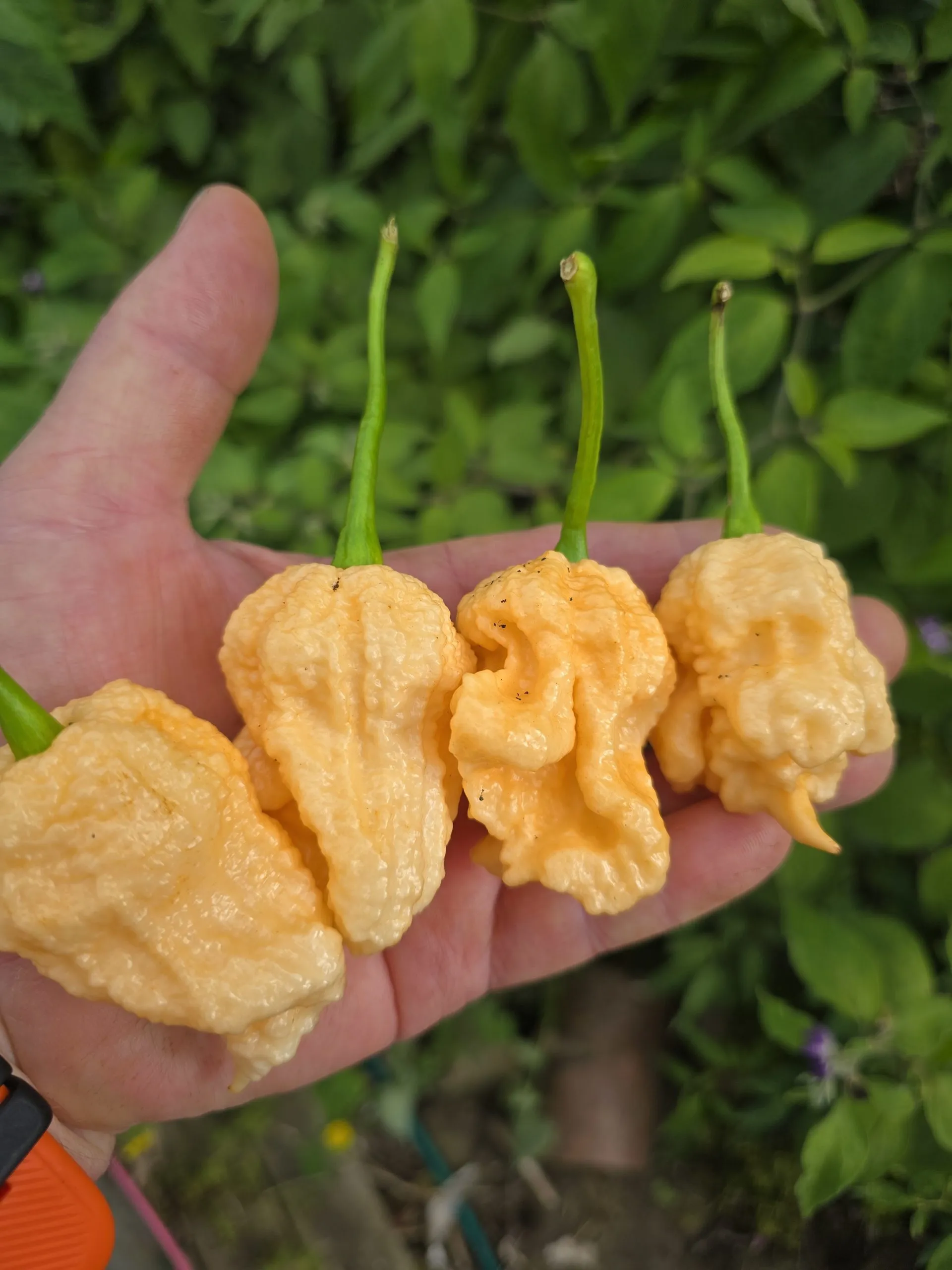 Kevin's Fried Chicken Chilli Seeds - Image 5