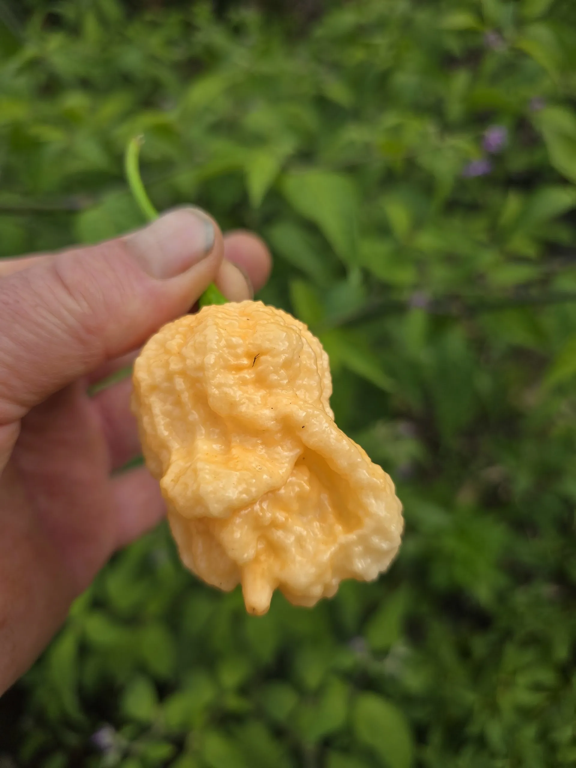 Kevin's Fried Chicken Chilli Seeds - Image 4