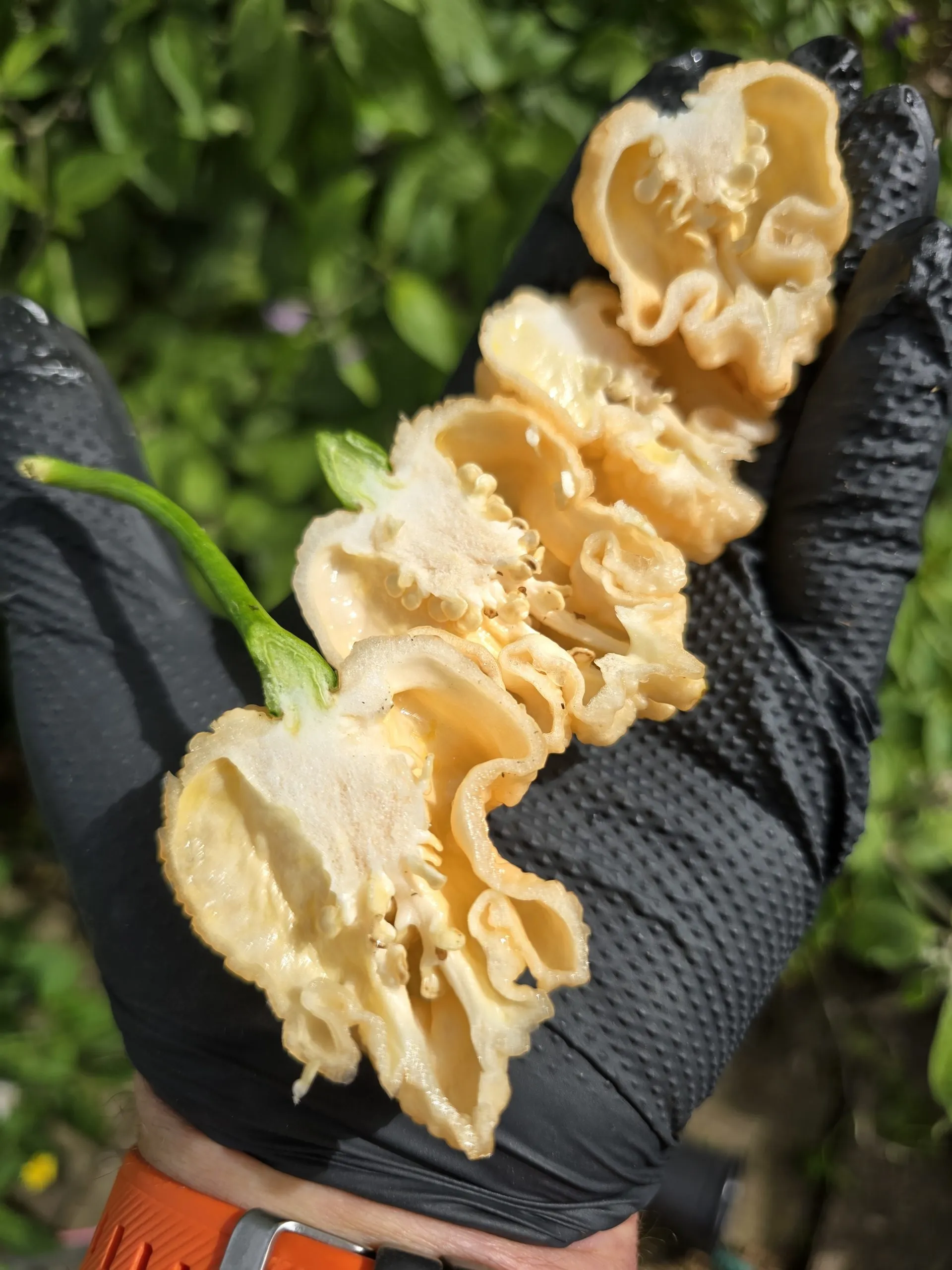 Kevin's Fried Chicken Chilli Seeds - Image 3