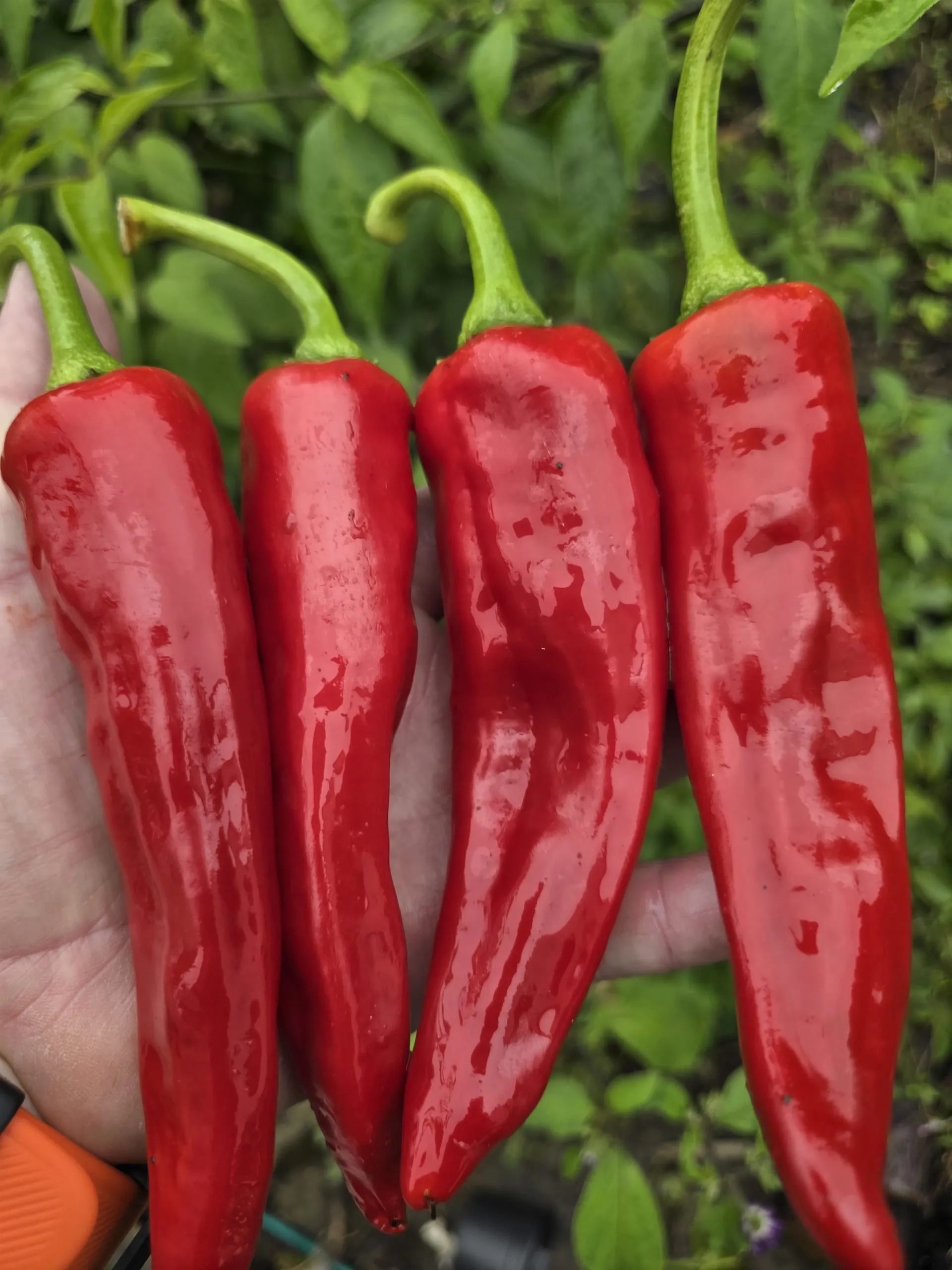 Numex Sandia Chilli Seeds - Image 5