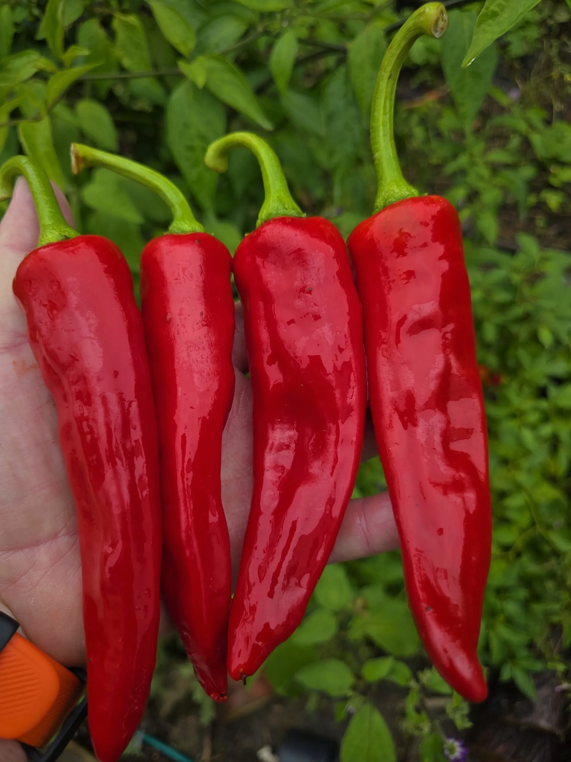 Numex Sandia Chilli Seeds - Image 4