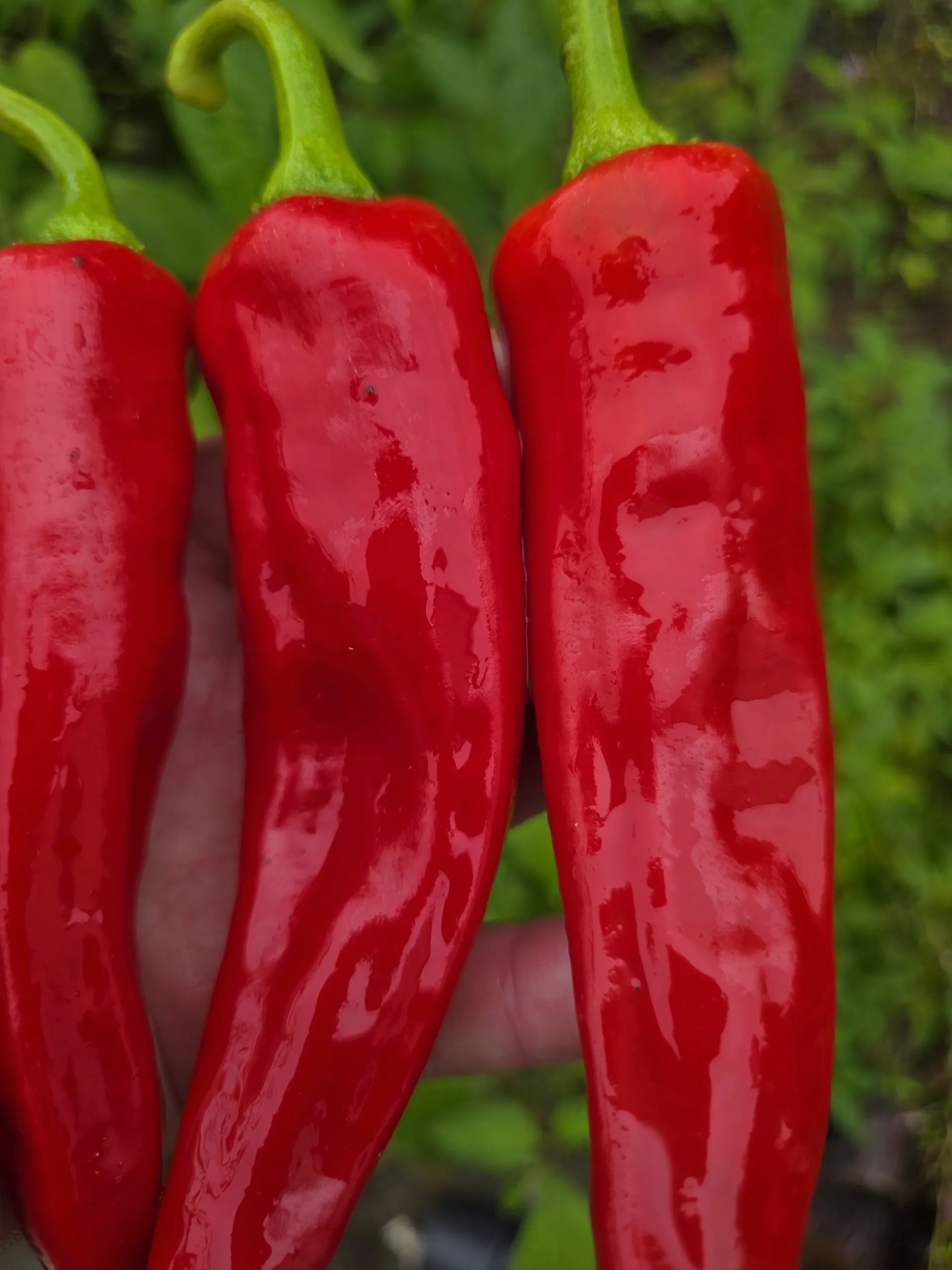 Numex Sandia Chilli Seeds - Image 3