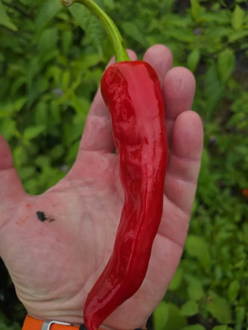 Numex Sandia Chilli Seeds - Image 2