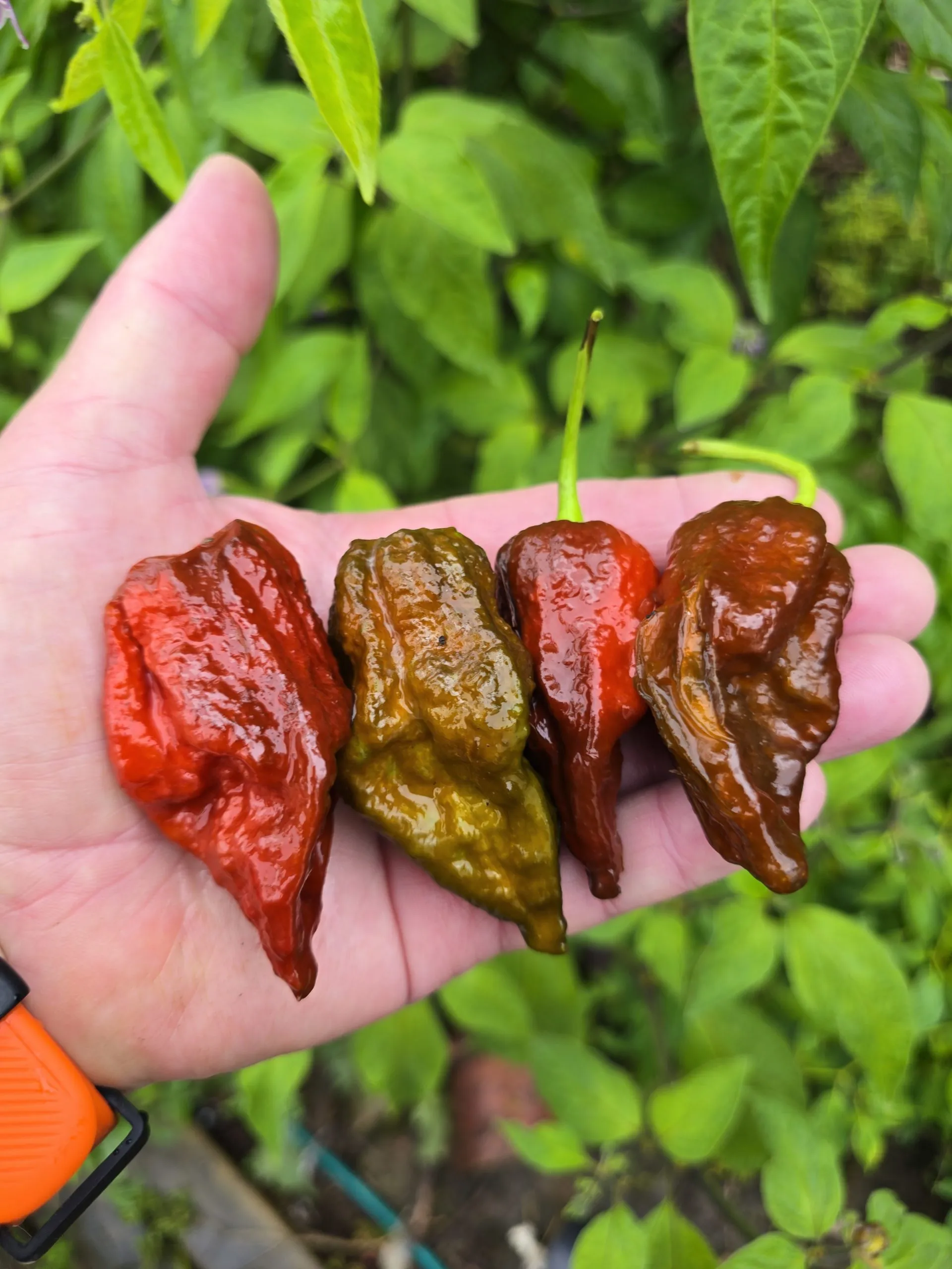 Remmert Chilli Seeds - Image 4