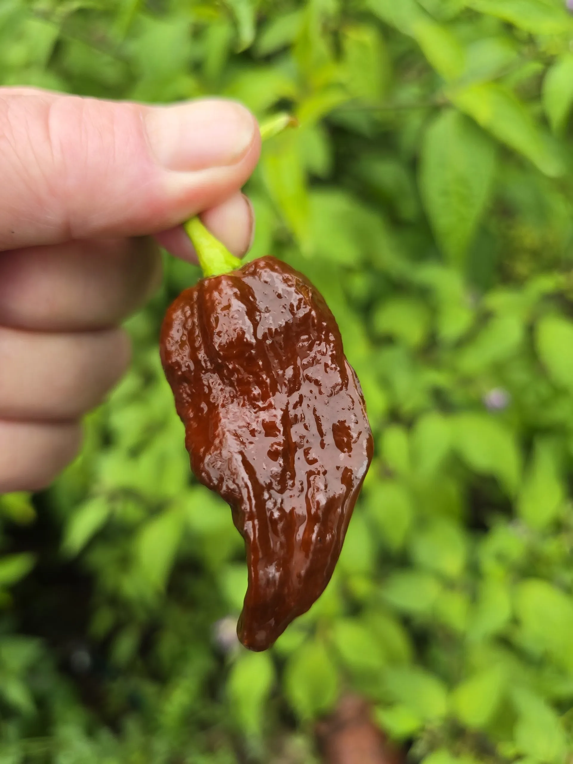 Remmert Chilli Seeds - Image 2