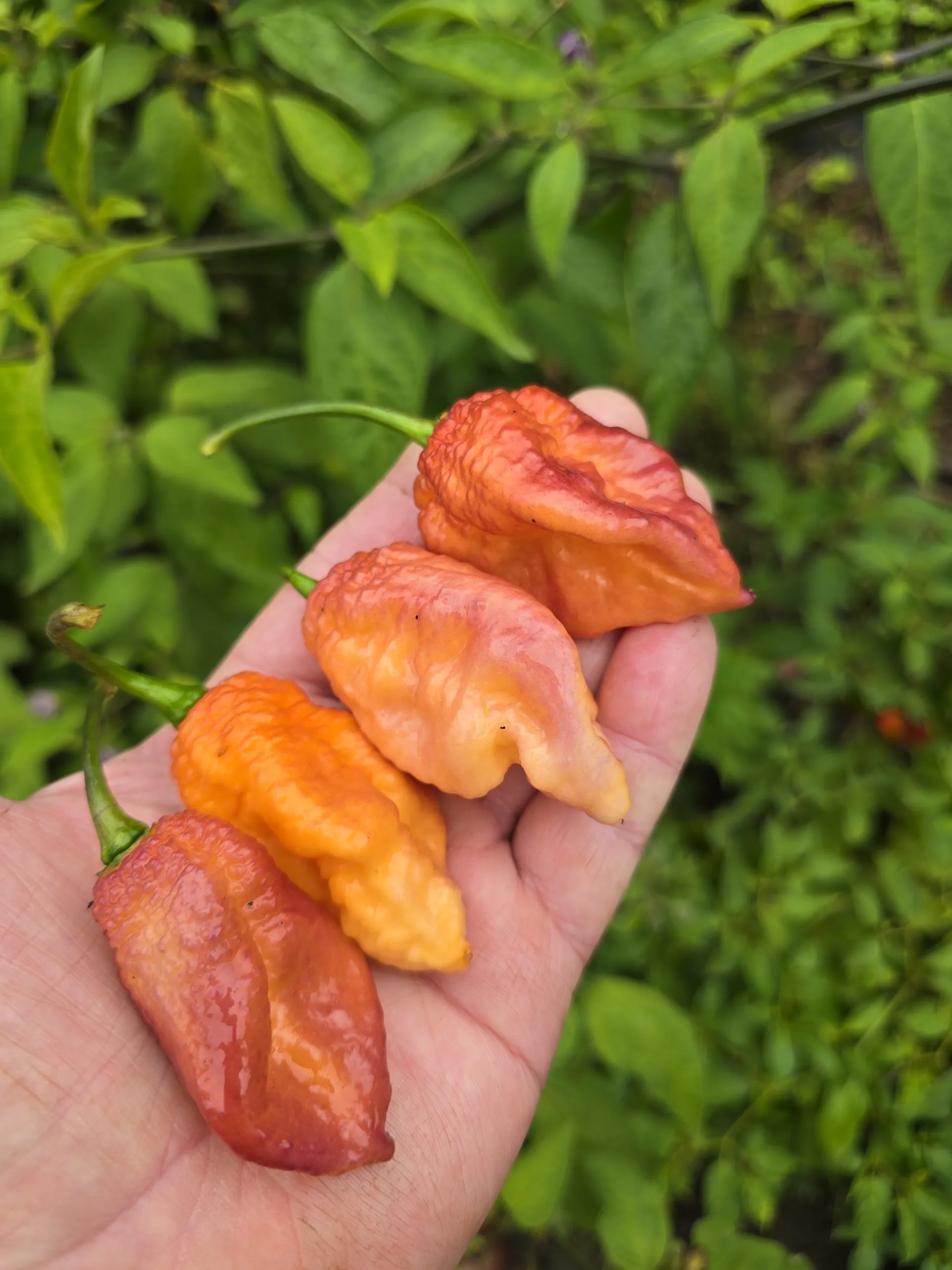 Delirio Chilli Seeds - Image 9