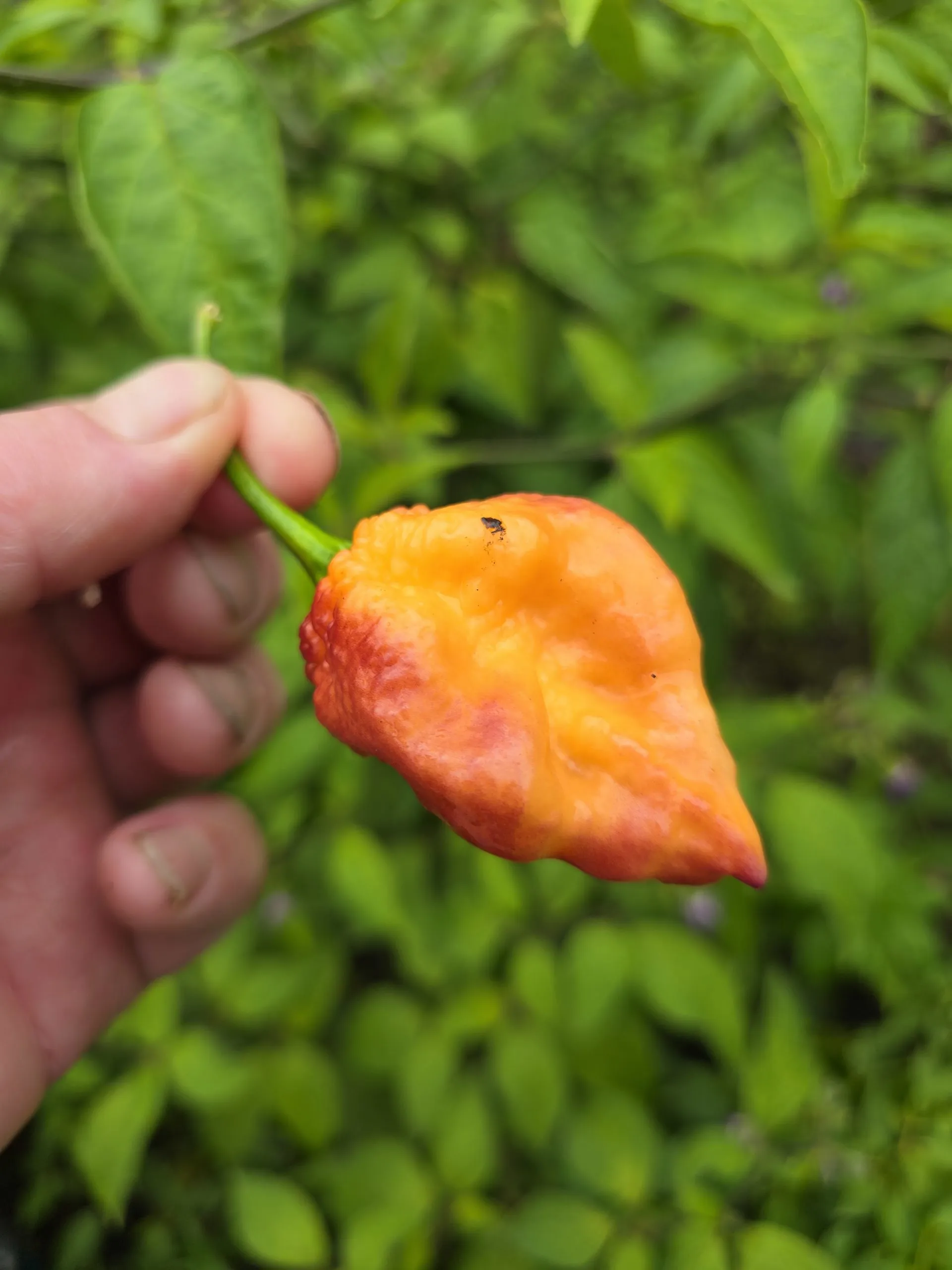 Delirio Chilli Seeds - Image 6