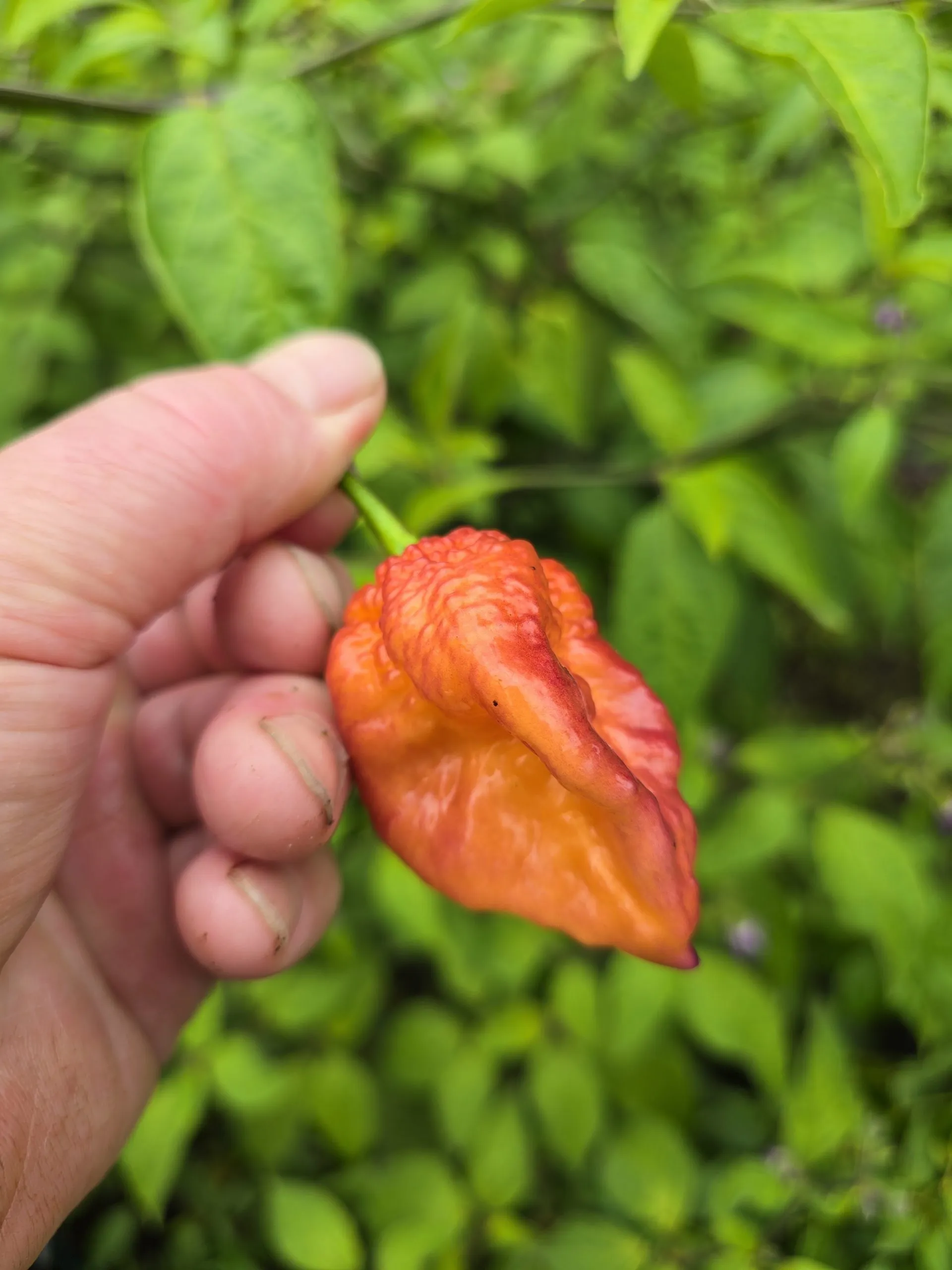 Delirio Chilli Seeds - Image 8