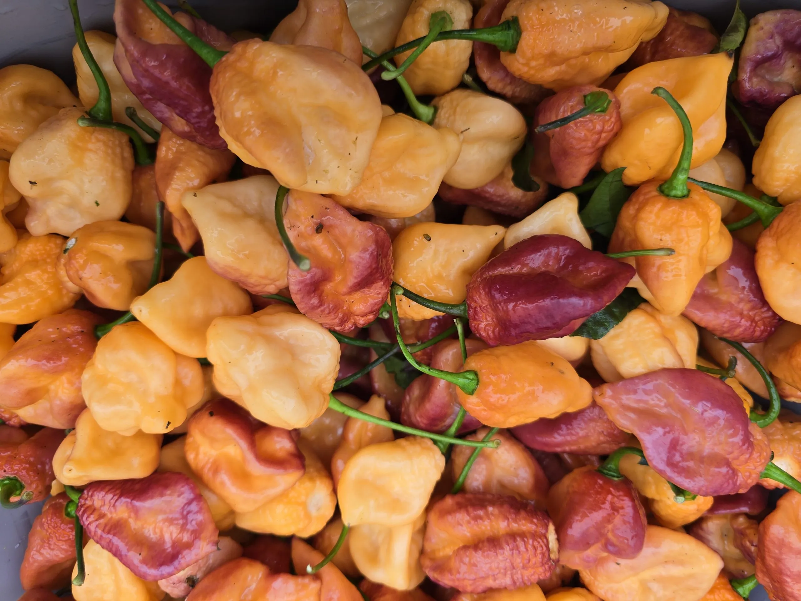 Delirio Chilli Seeds - Image 2