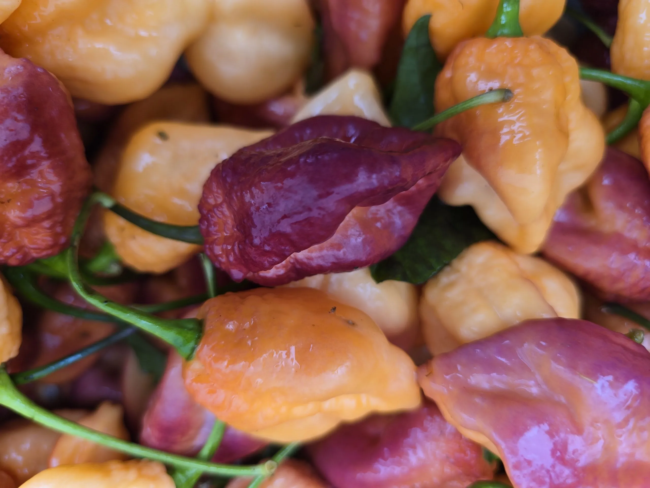 Delirio Chilli Seeds - Image 5