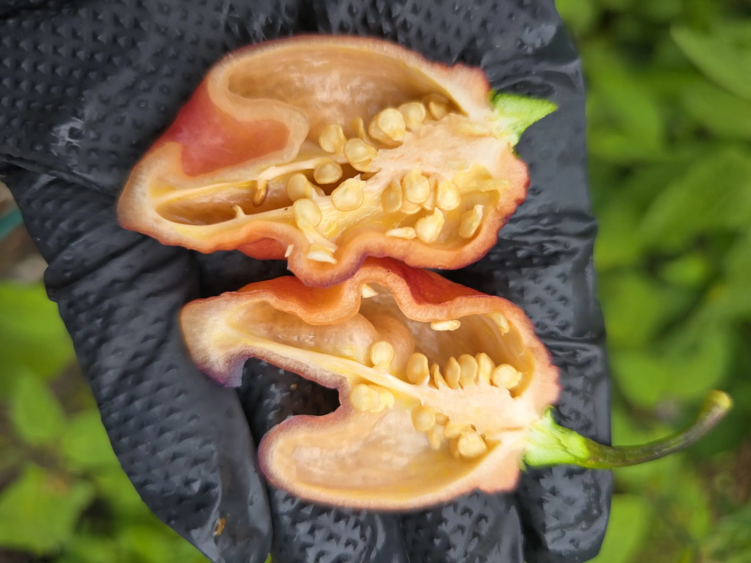 Delirio Chilli Seeds - Image 4