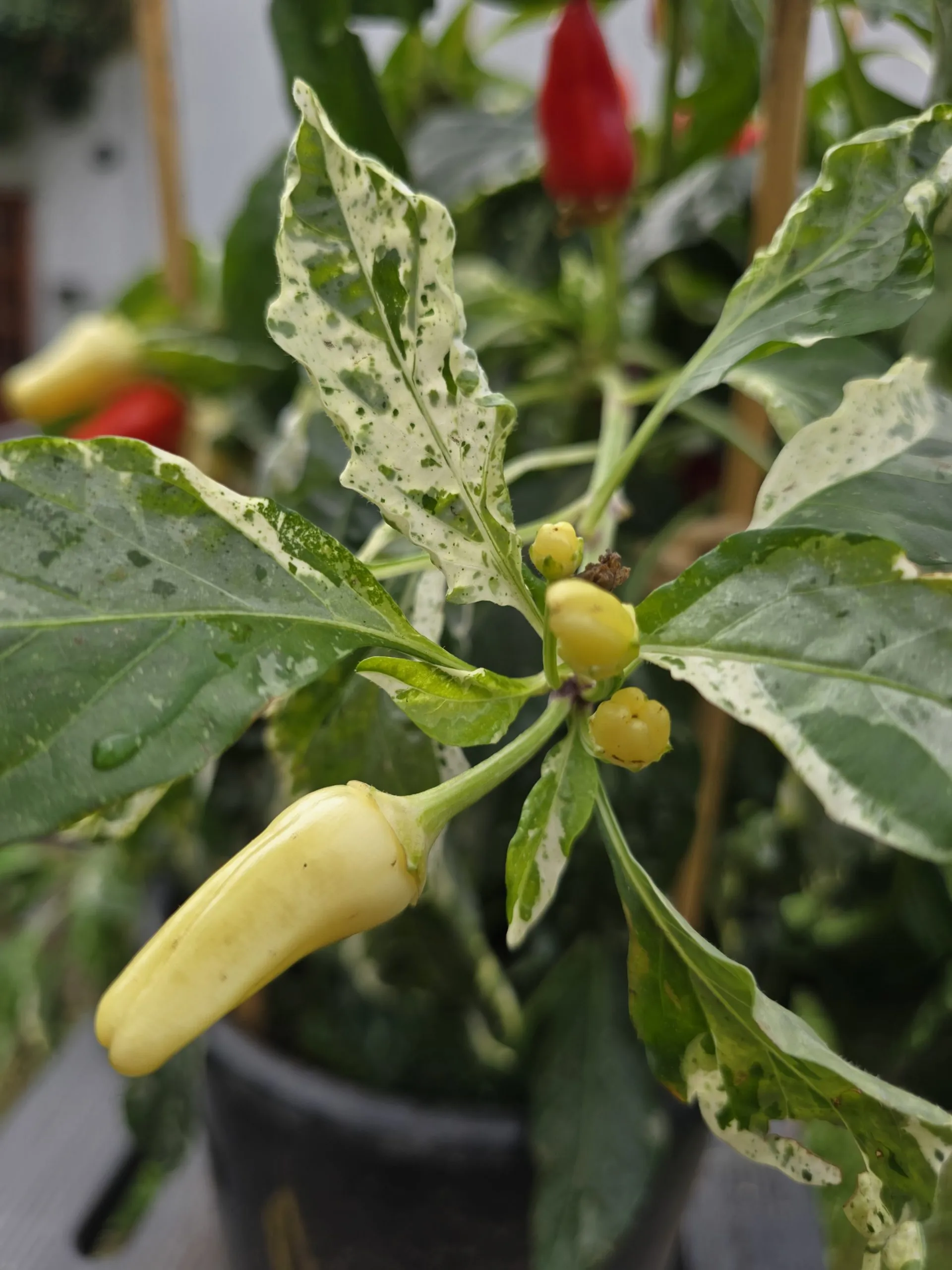 F6 Variegated Mutant x BRW x Yellow Bouquet - Image 13