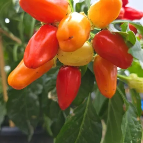 Variegated Mutant x (Bleeding Rawit White x Yellow Bouquet) – F6