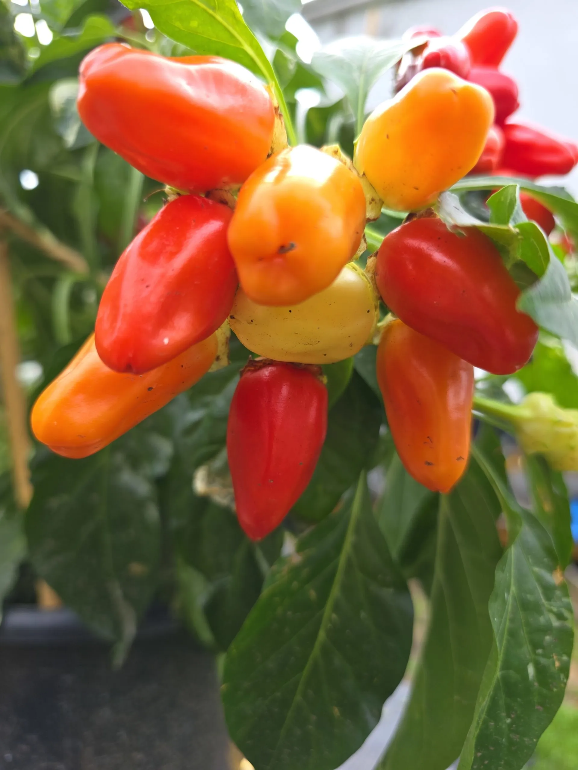 Variegated Mutant x (Bleeding Rawit White x Yellow Bouquet) – F6