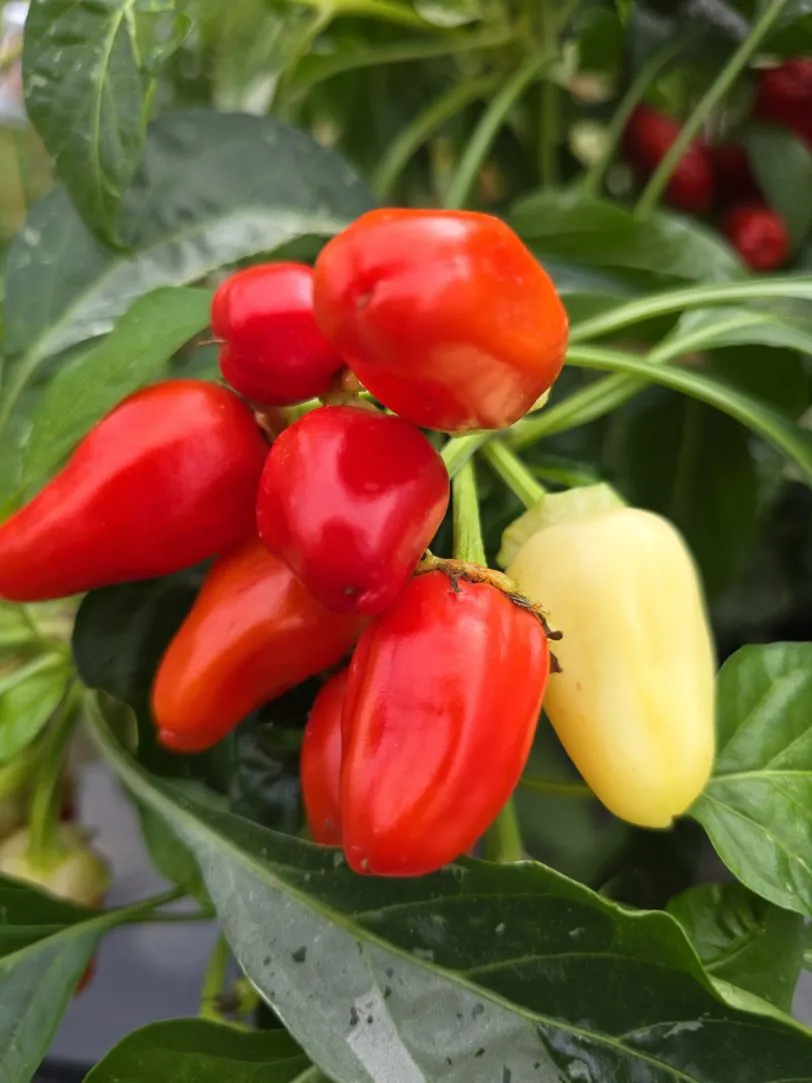 F6 Variegated Mutant x BRW x Yellow Bouquet - Image 14